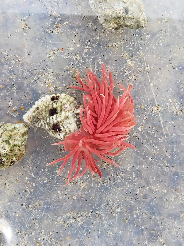 A Hopkins's Rose Nudibranch in Monterey County, California (6/27/2020).