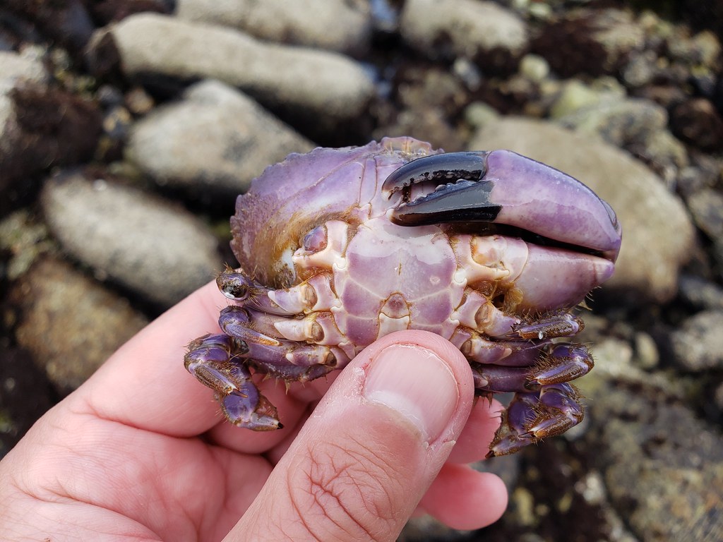 A Nine-tooth Pebble Crab in Monterey County, California (6/27/2020).