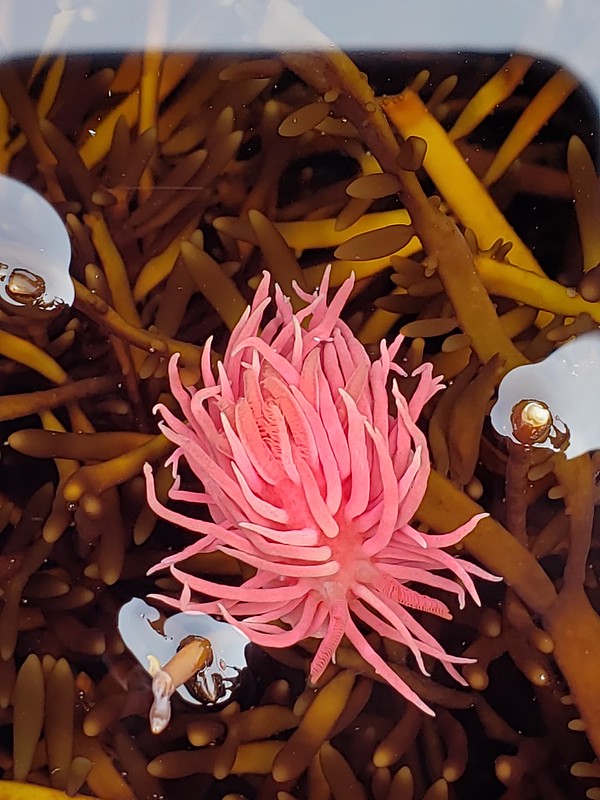 A Hopkins's Rose Nudibranch in Monterey County, California (6/27/2020).