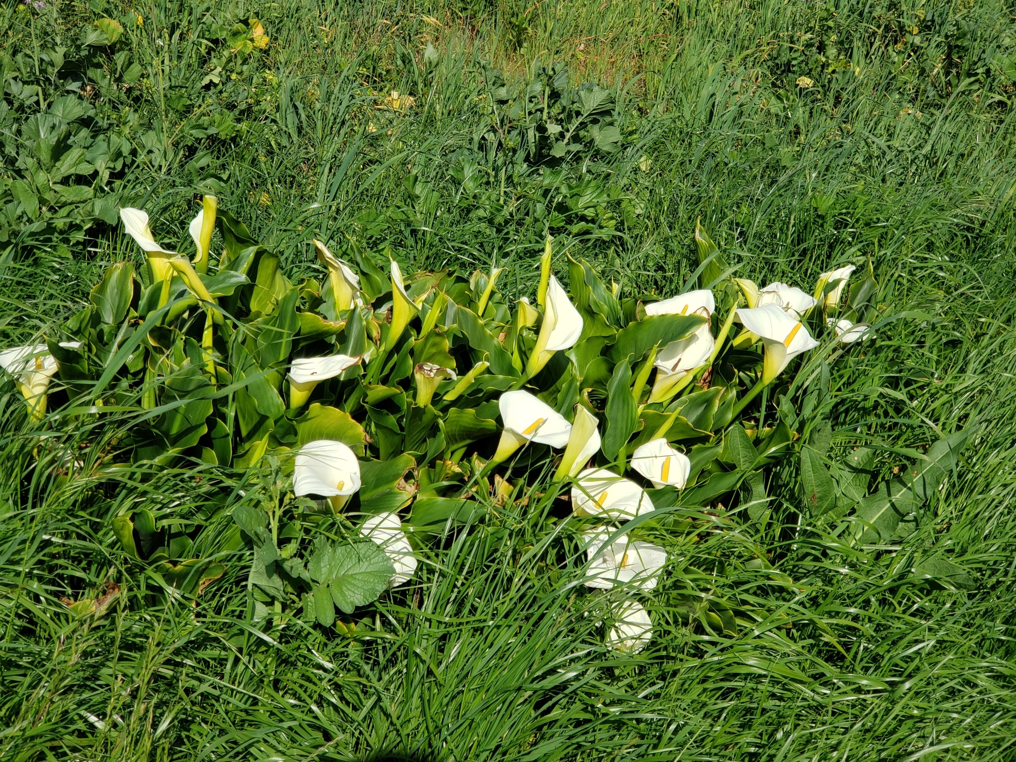 Arum Lily in Monterey County, California (3/5/2020).