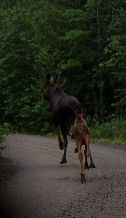 Moose in Maine (7/10/2013).