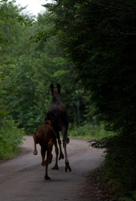 Moose in Maine (7/10/2013).