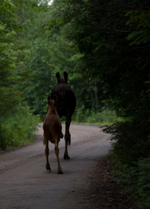 Moose in Maine (7/10/2013).