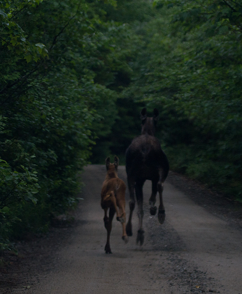Moose in Maine (7/10/2013).