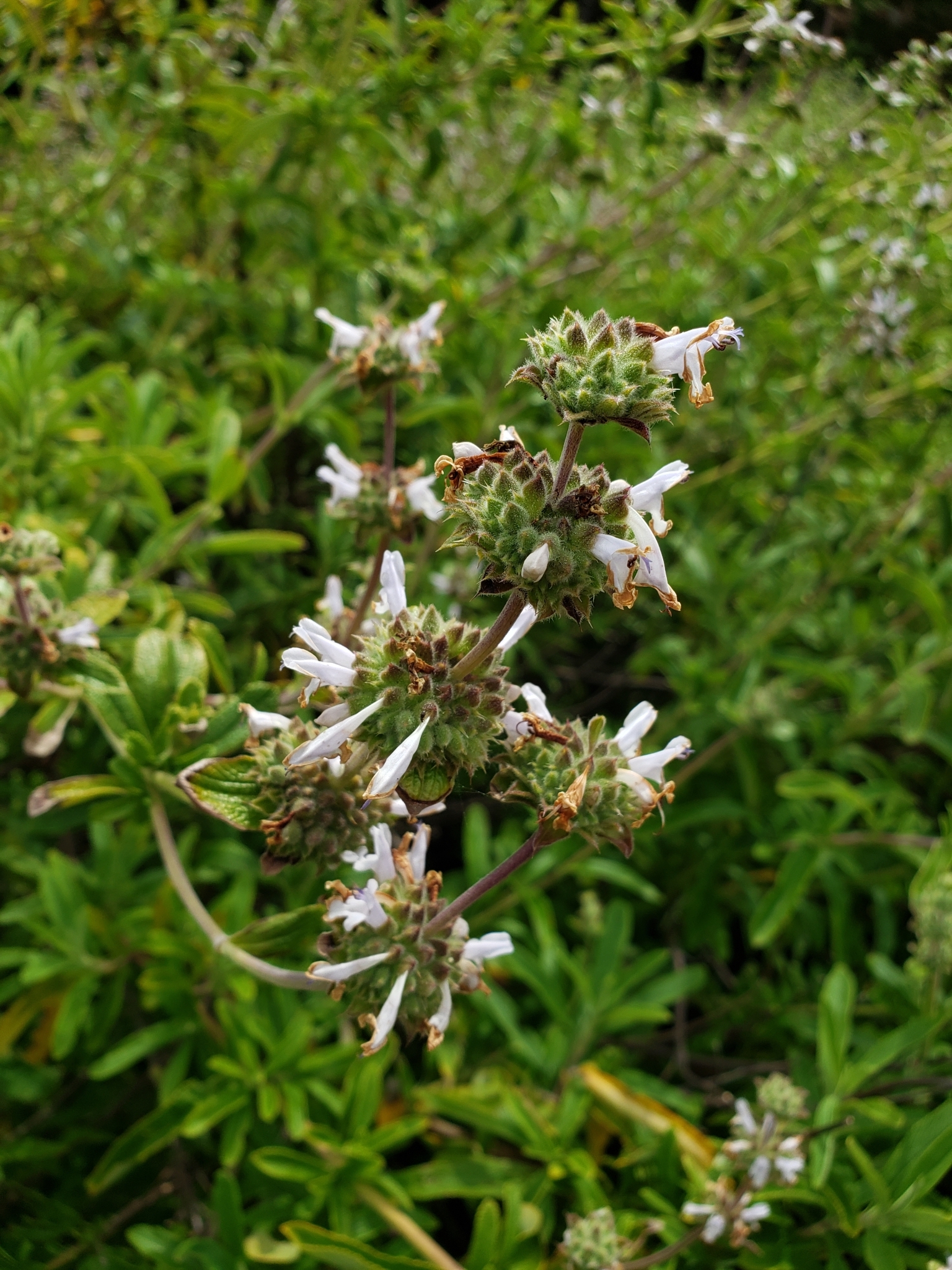 Black Sage in Monterey County, California (4/29/2020).