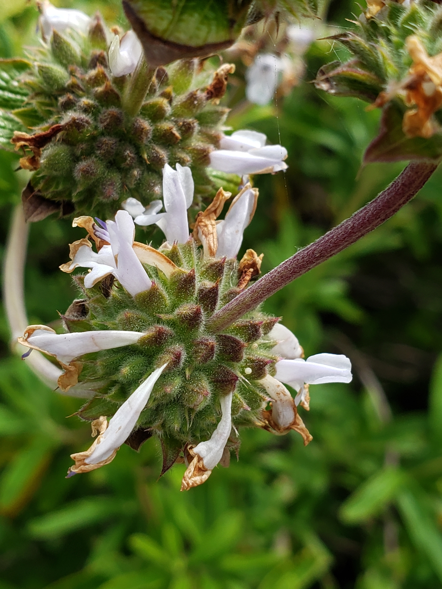 Black Sage in Monterey County, California (4/29/2020).