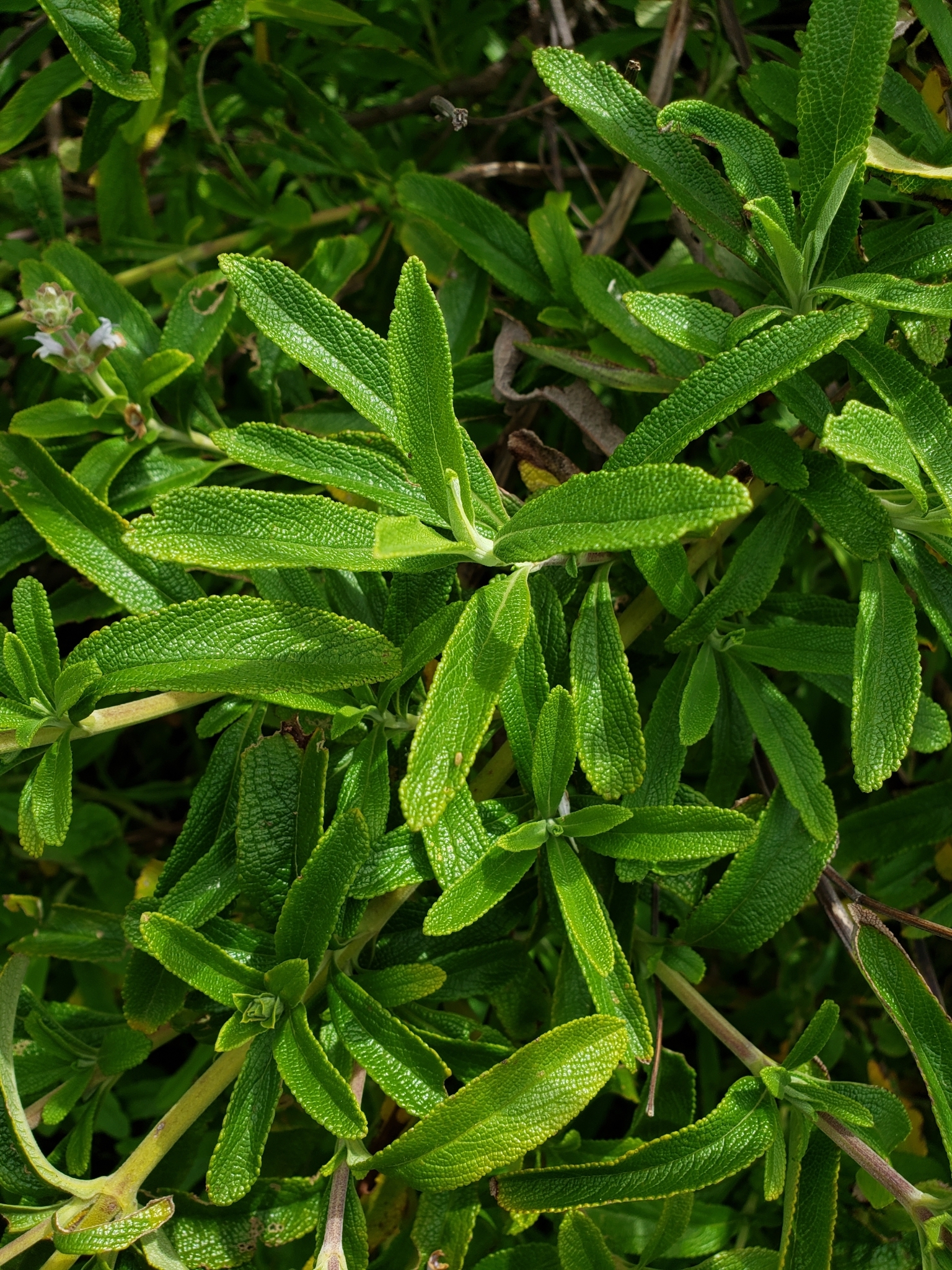 Black Sage in Monterey County, California (4/29/2020).