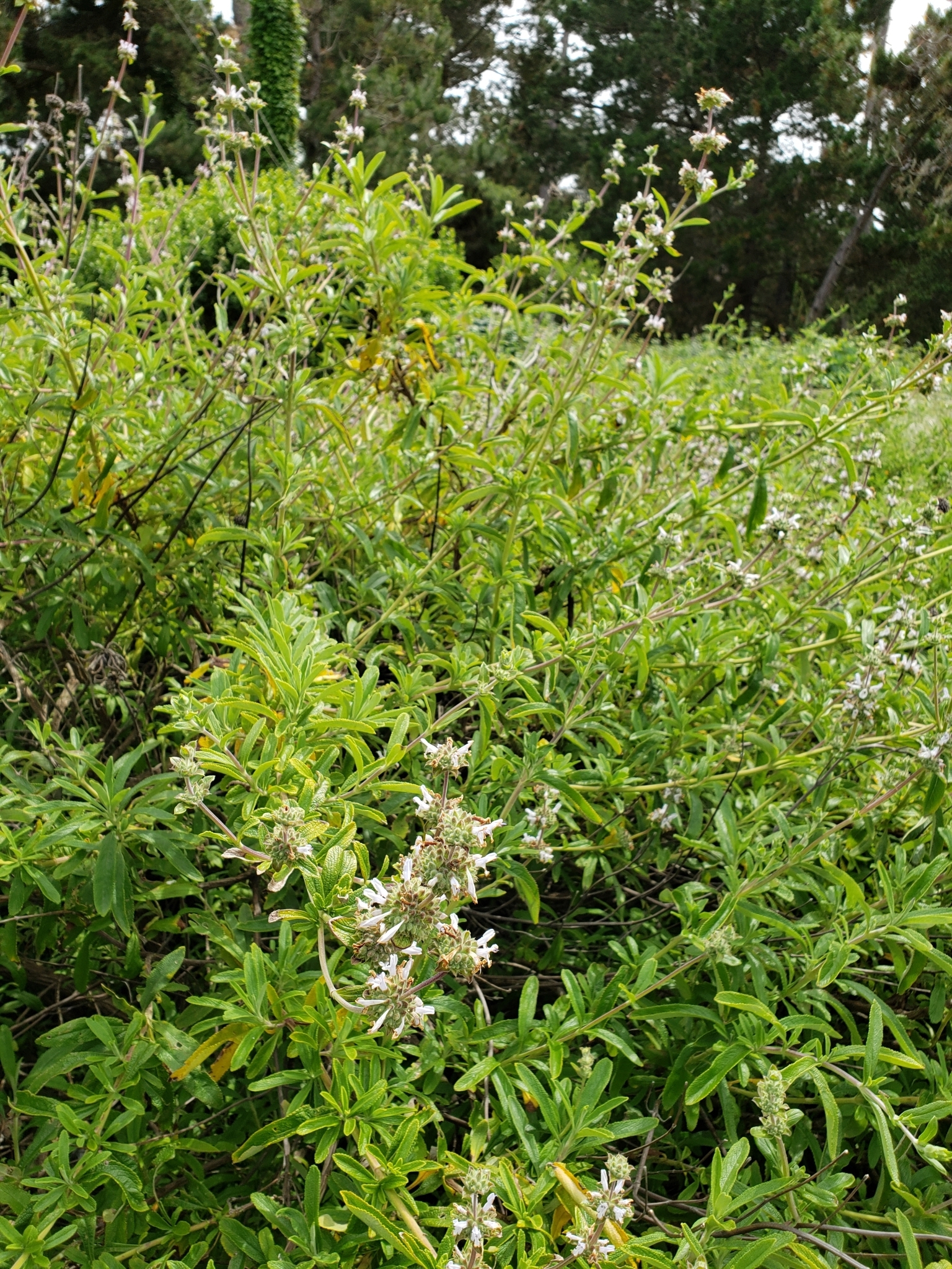 Black Sage in Monterey County, California (4/29/2020).