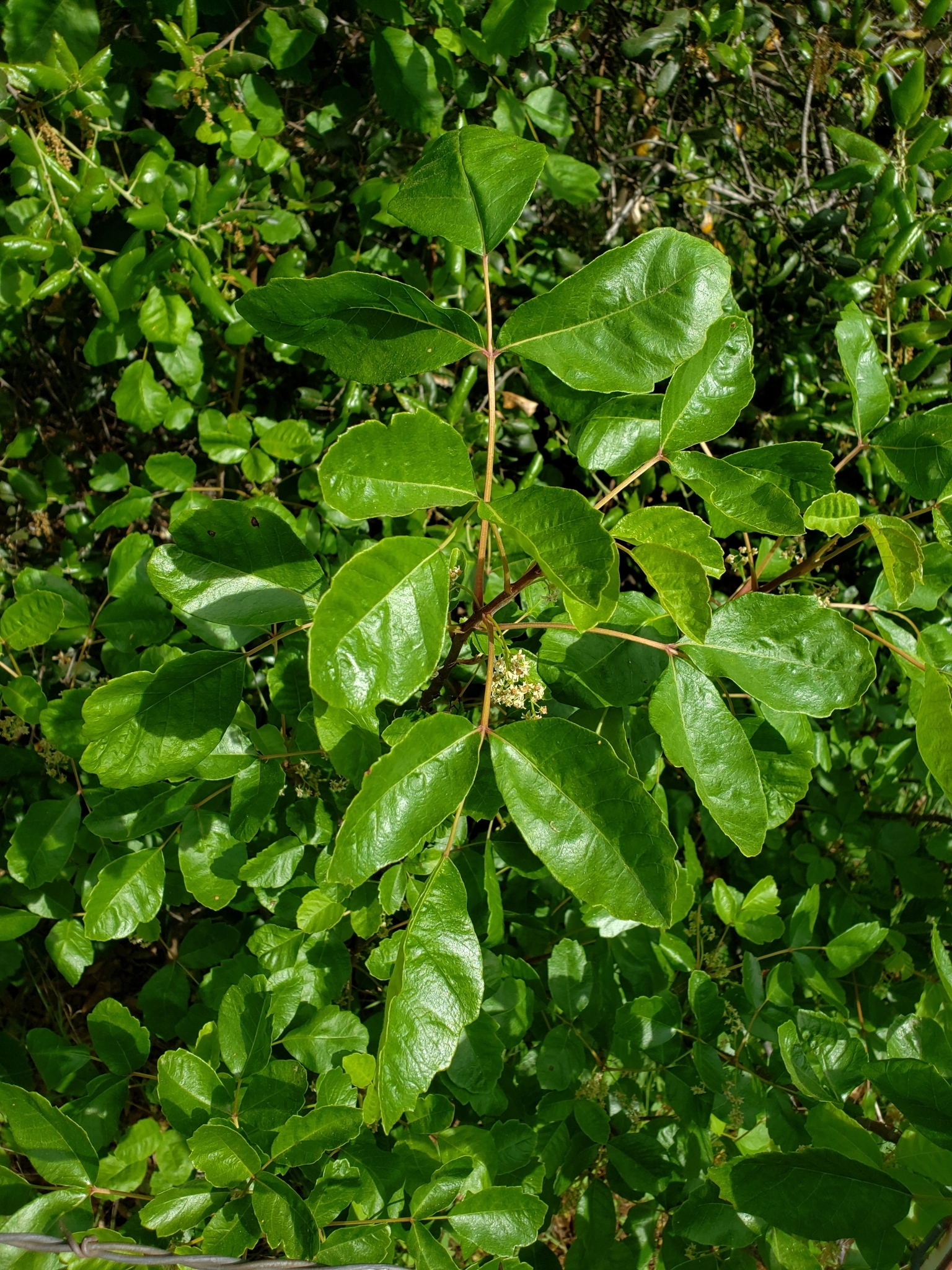 Poison Oak in Monterey County, California (5/2/2020).