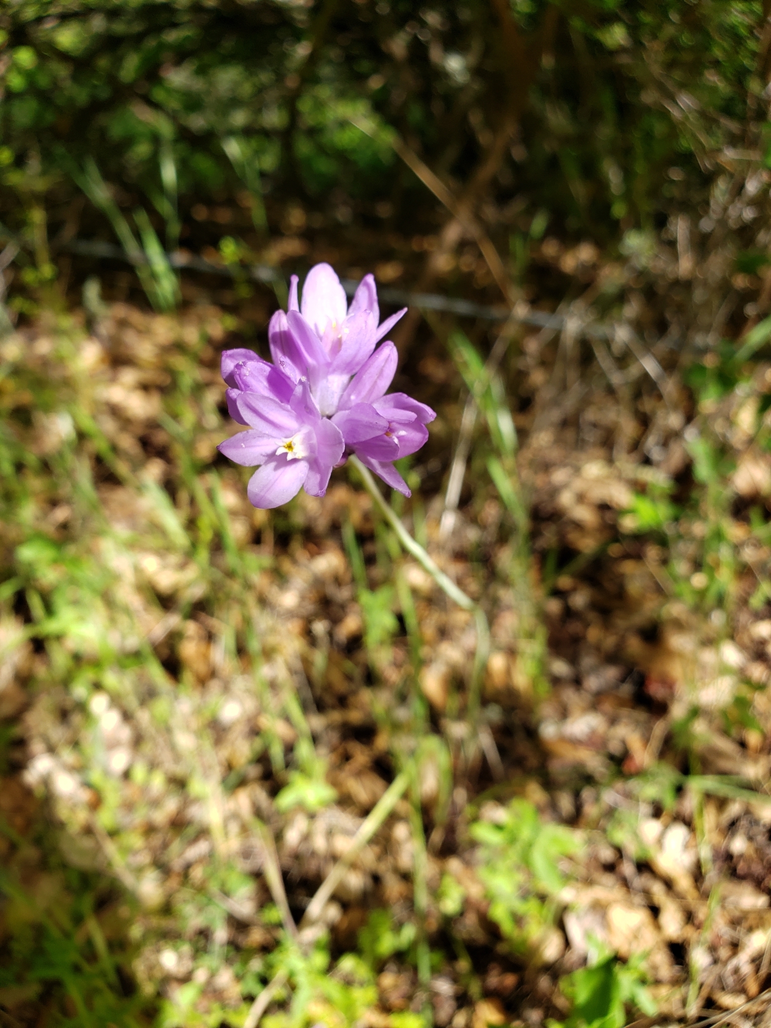 Blue Dicks (capitatum) in Monterey County, California (5/2/2020).