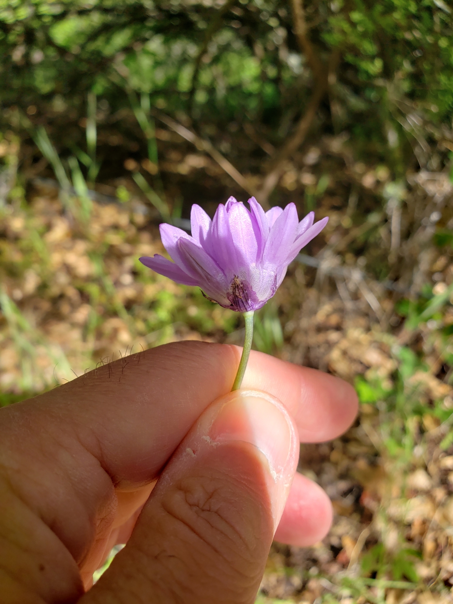 Blue Dicks (capitatum) in Monterey County, California (5/2/2020).