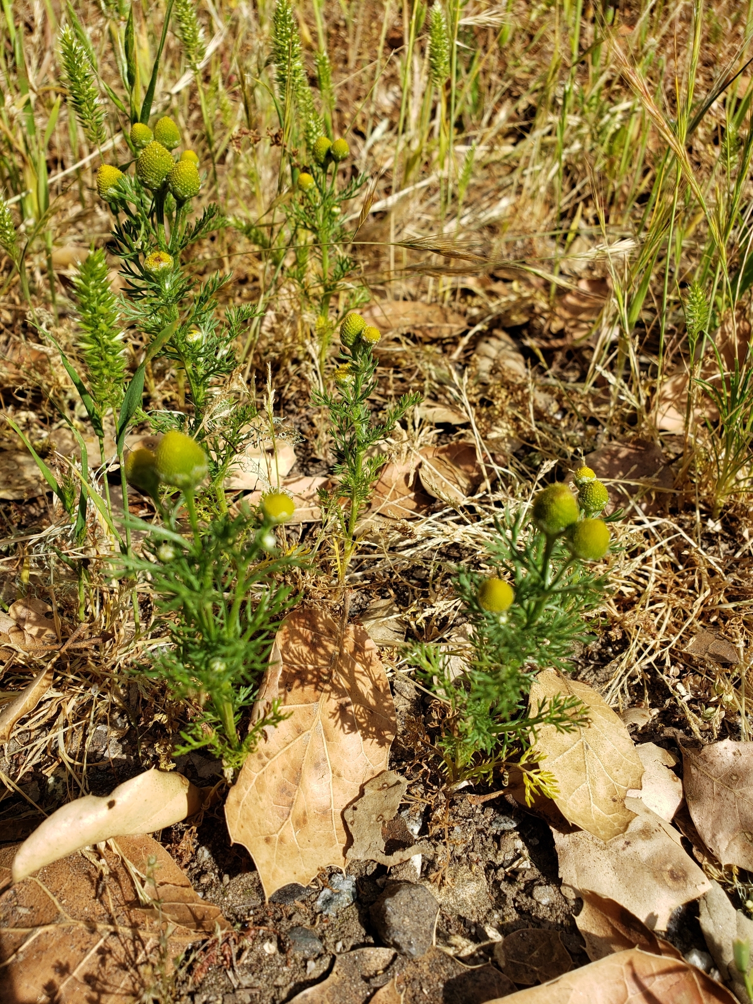 Pineapple Weed in Monterey County, California (5/2/2020).