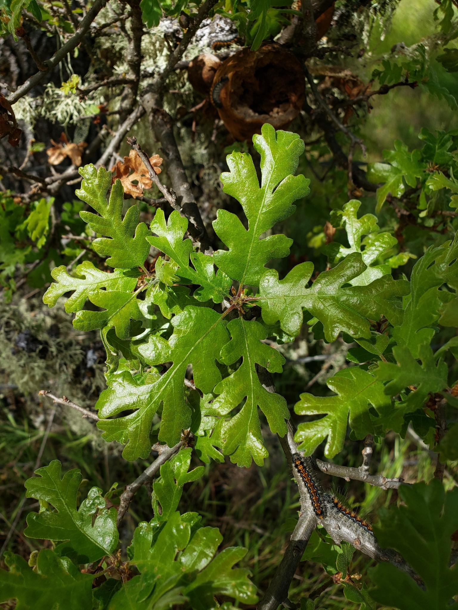 Valley Oak in Monterey County, California (5/2/2020).