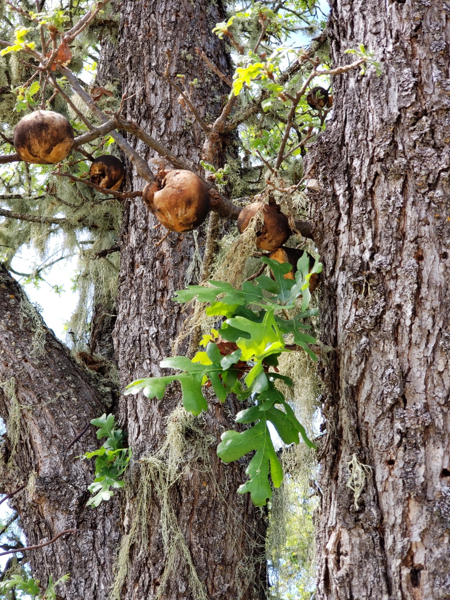 Valley Oak in Monterey County, California (5/2/2020).