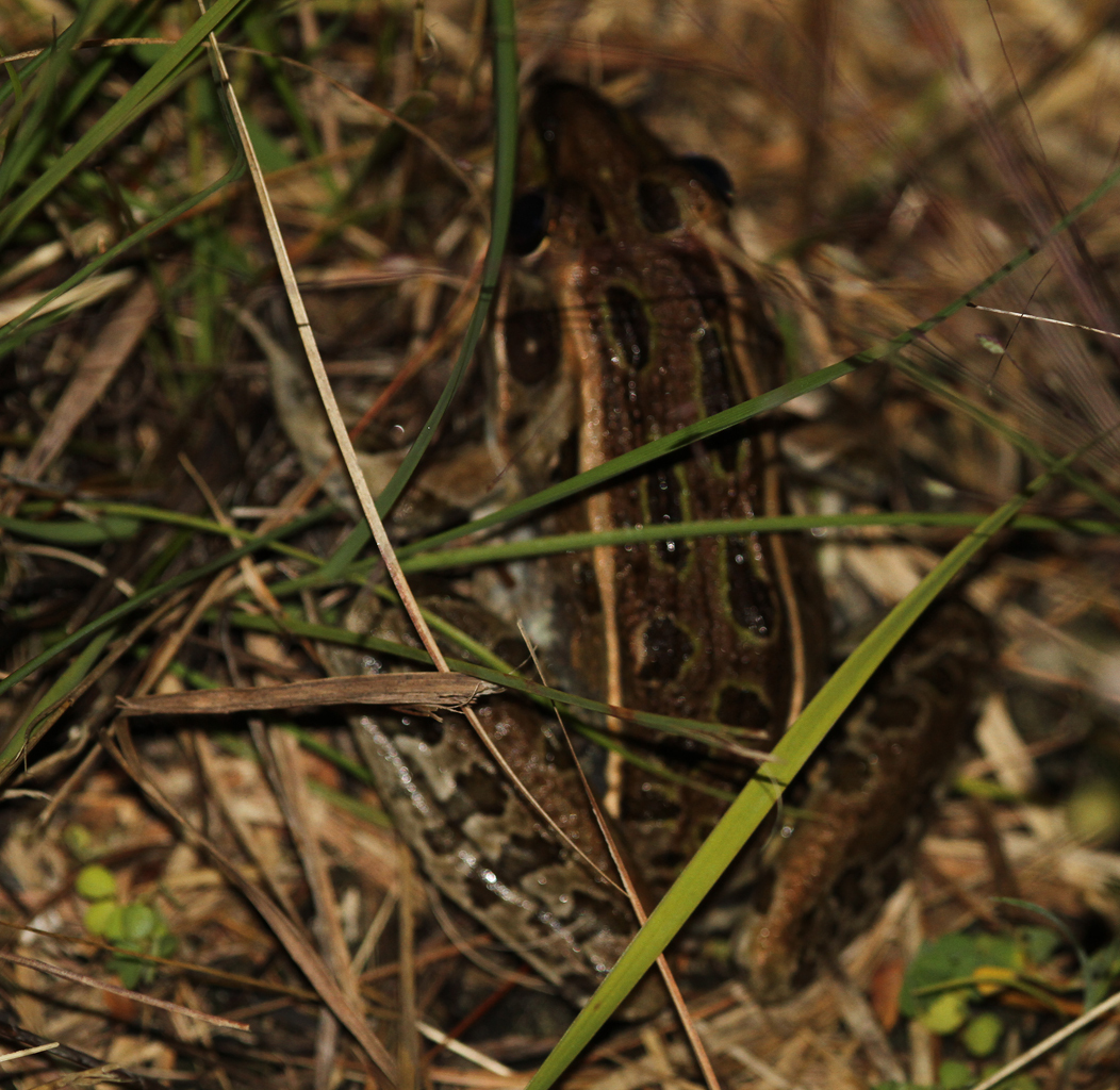 Southern Leopard Frog in Miami-Dade County, Florida (11/16/2017).