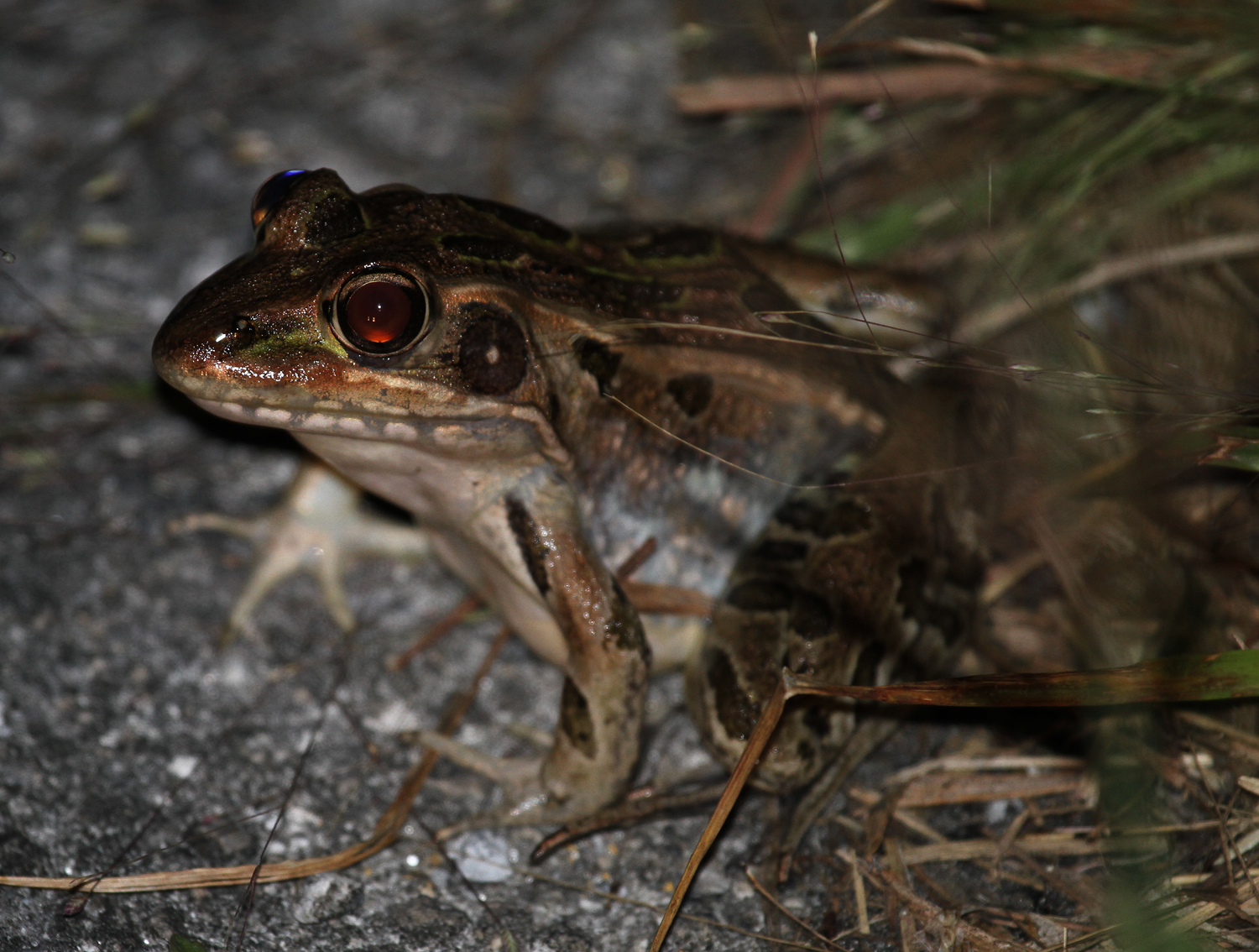 Southern Leopard Frog in Miami-Dade County, Florida (11/16/2017).