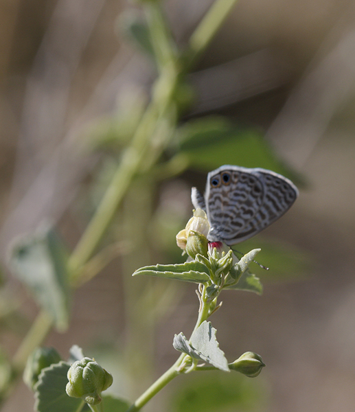 Marine Blue in Pima County, Arizona (8/2/2008).