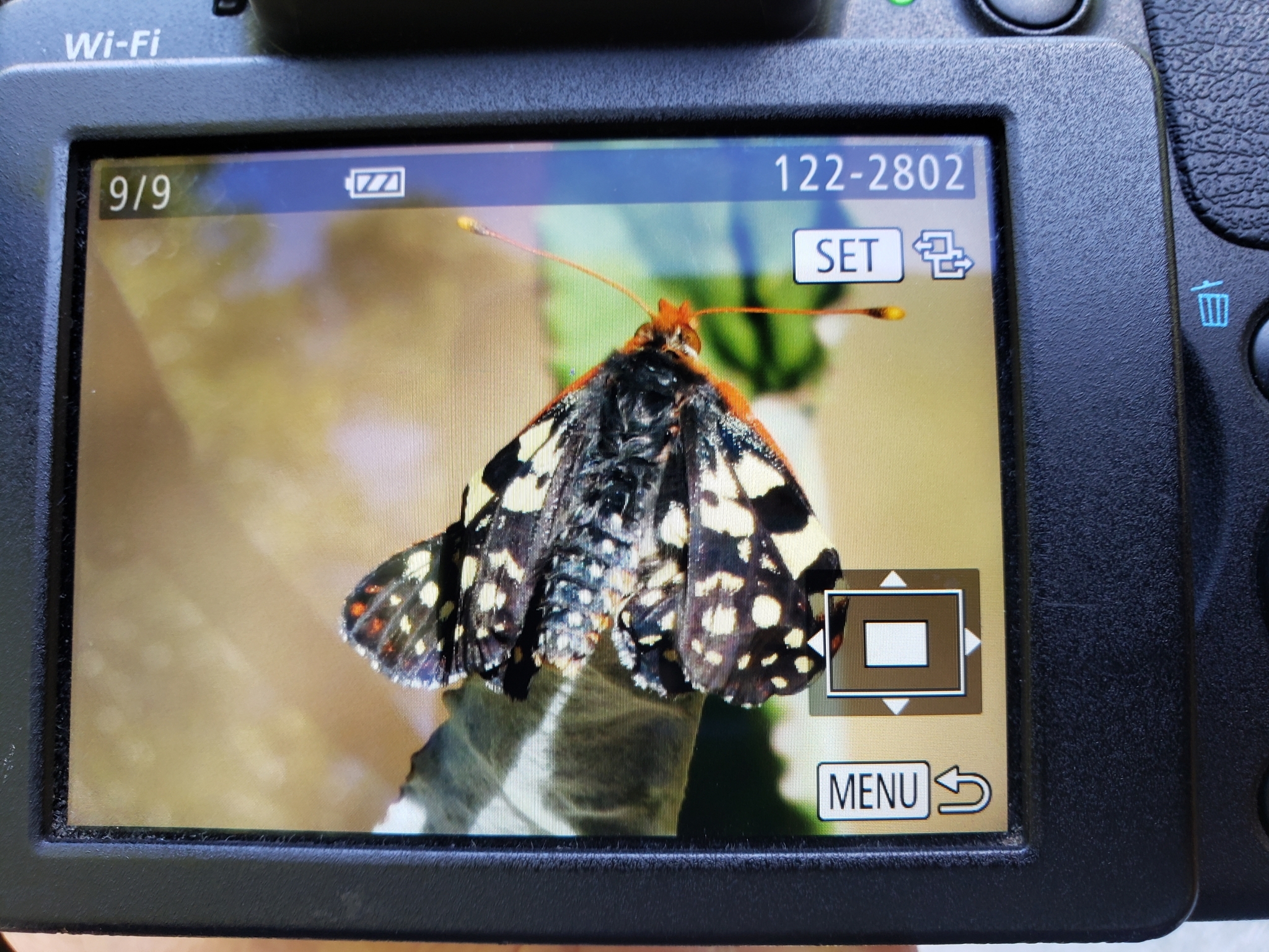 Chalcedon Checkerspot in Monterey County, California (5/23/2020).