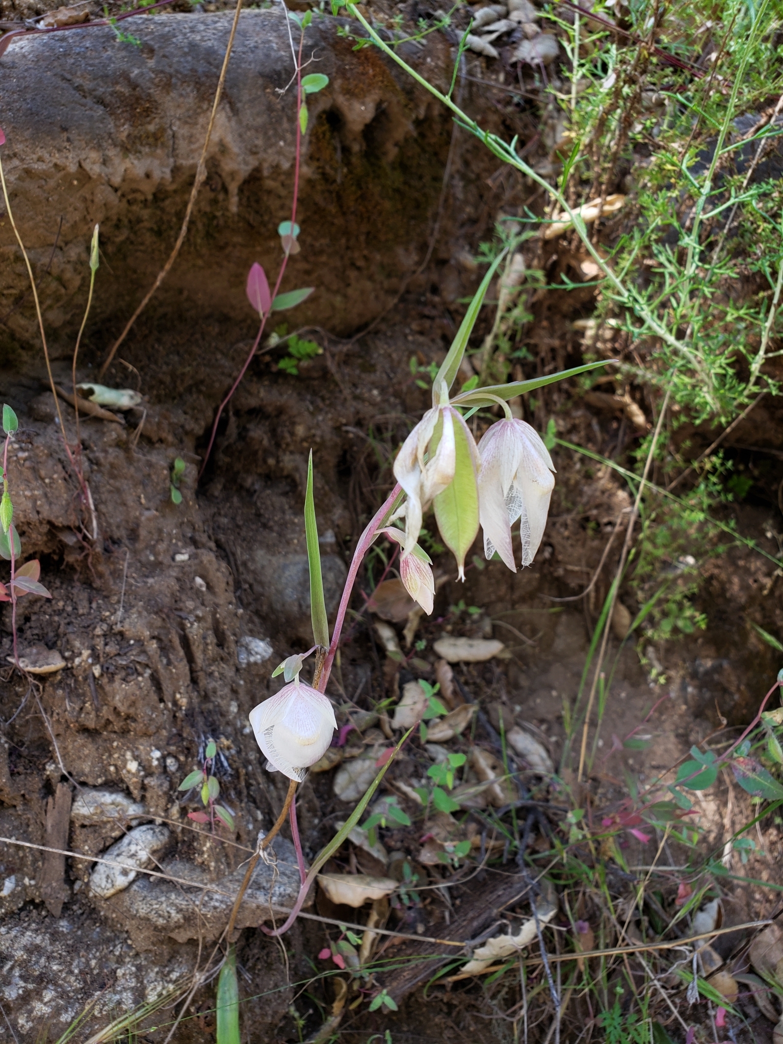 White Globe Lily in Monterey County, California (5/23/2020).