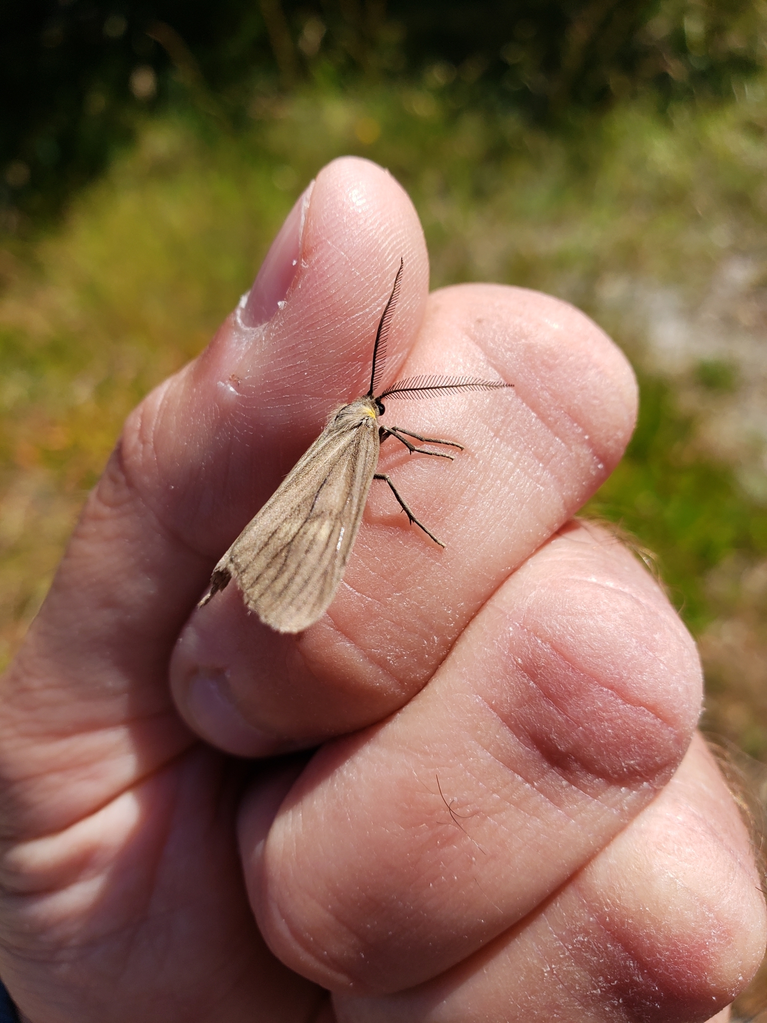 California Oak Moth in Monterey County, California (6/3/2020).