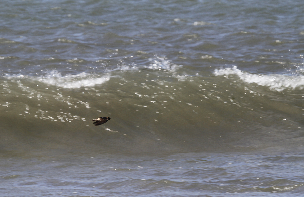 Cliff Swallow in Monterey County, California (6/7/2020).