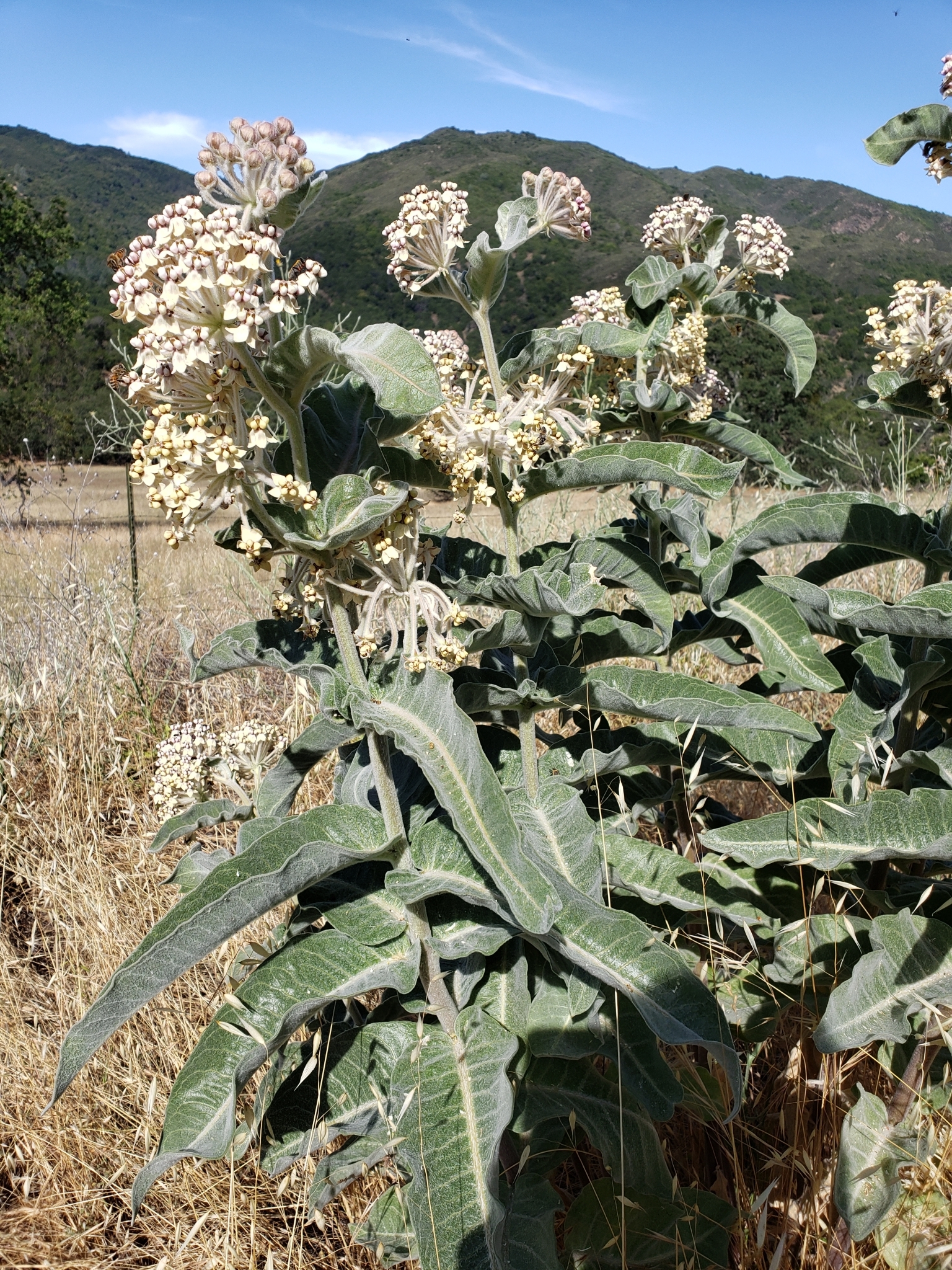 Woollypod Milkweed in Monterey County, California (6/19/2020).