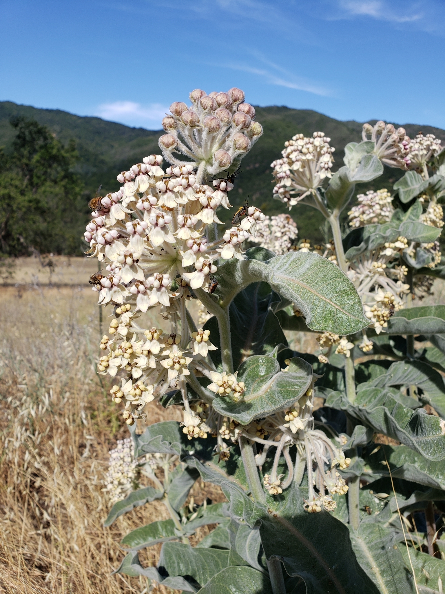 Woollypod Milkweed in Monterey County, California (6/19/2020).