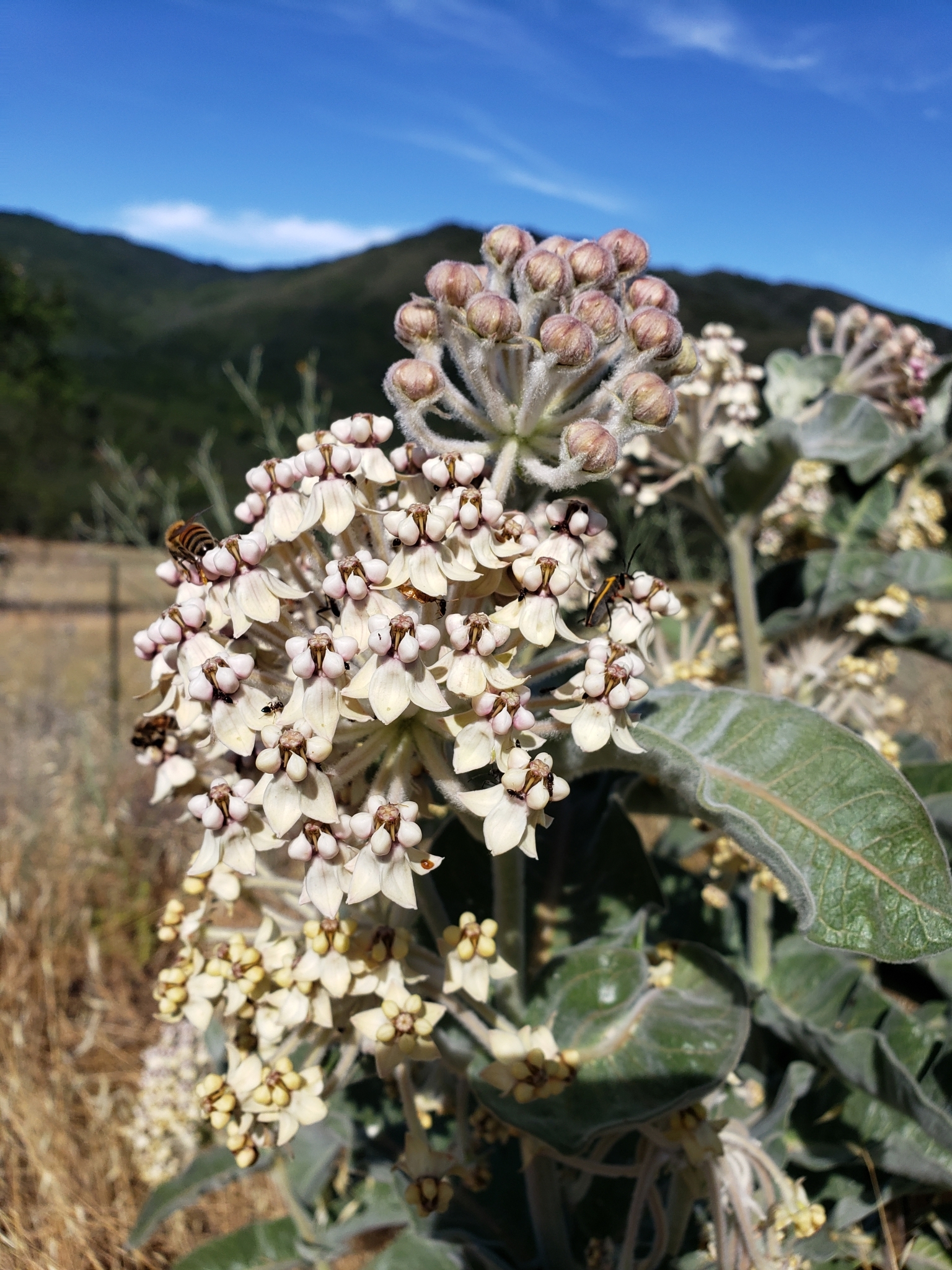 Woollypod Milkweed in Monterey County, California (6/19/2020).