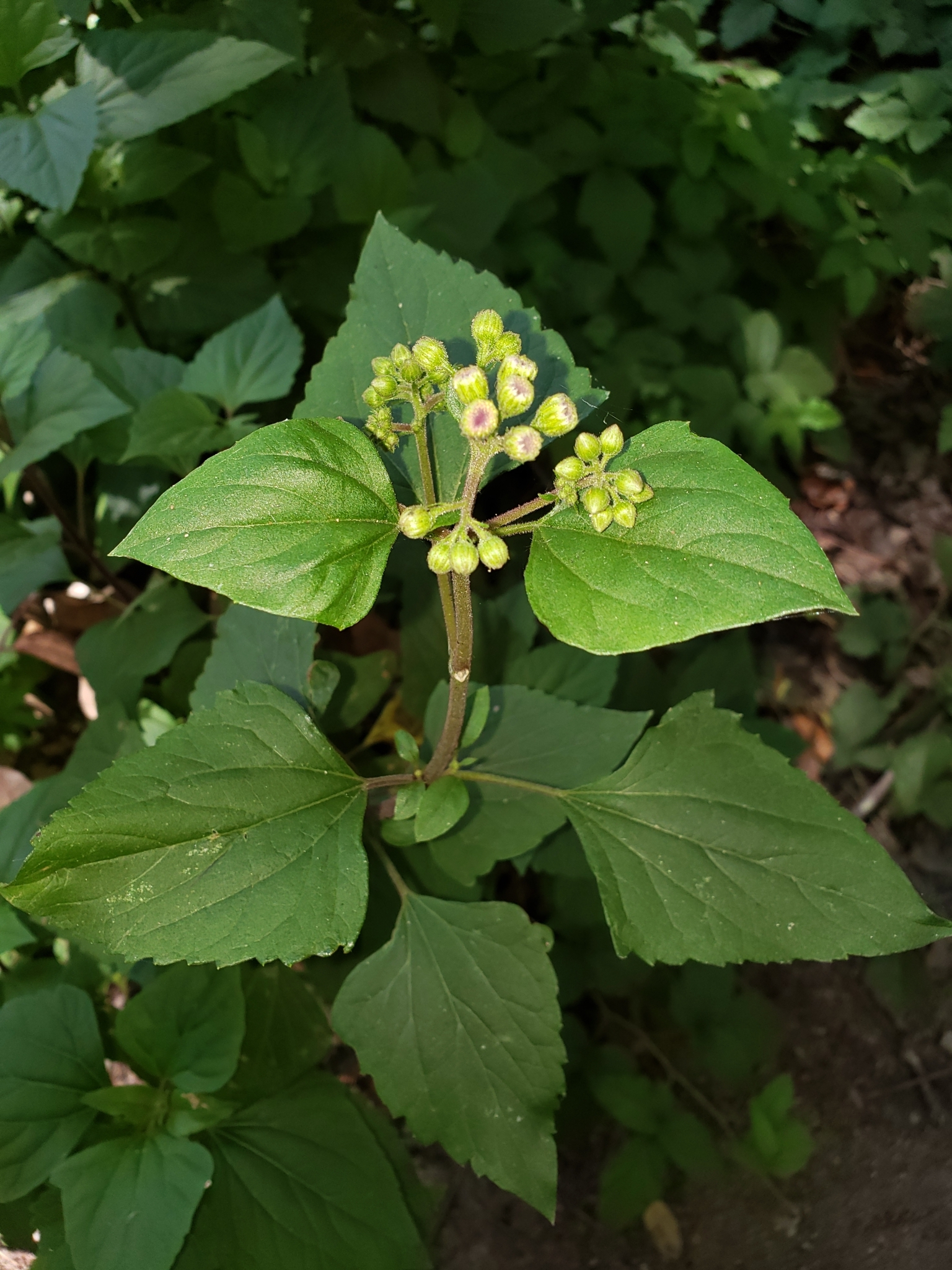 Sticky Snakeroot in Monterey County, California (6/19/2020).