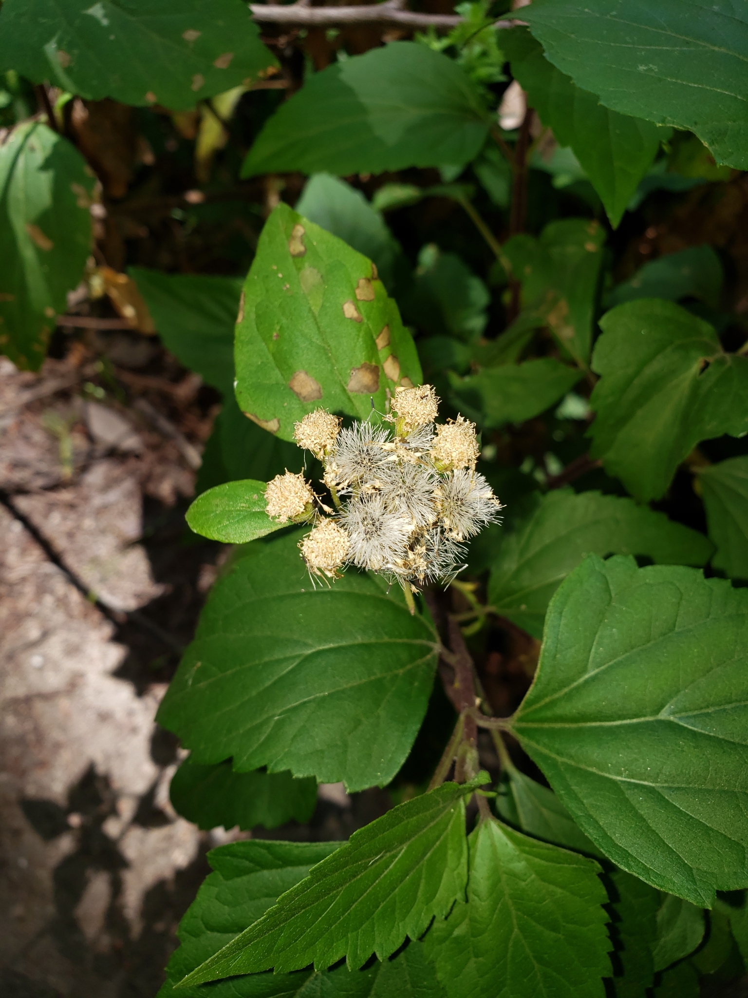 Sticky Snakeroot in Monterey County, California (6/19/2020).