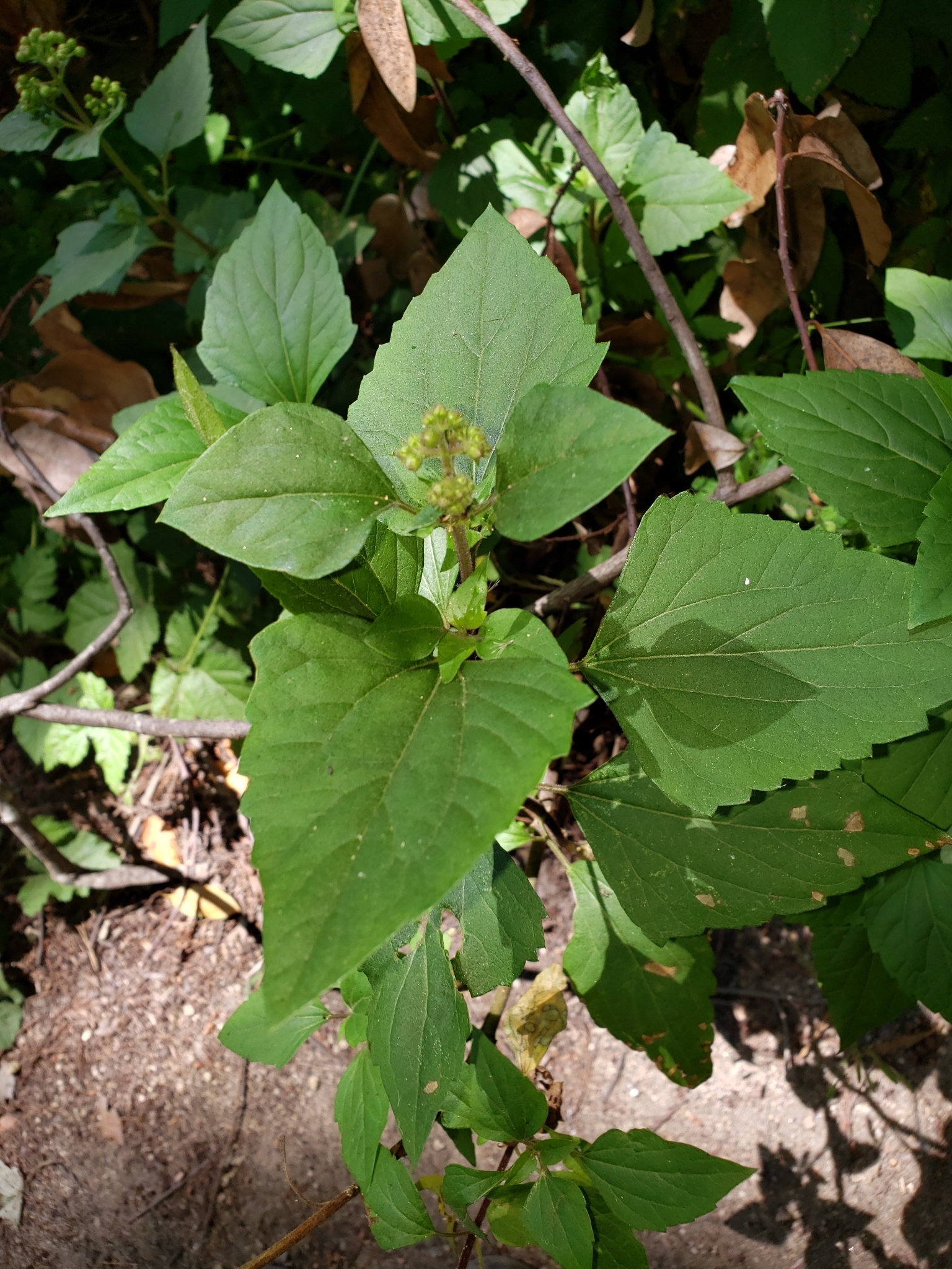 Sticky Snakeroot in Monterey County, California (6/19/2020).