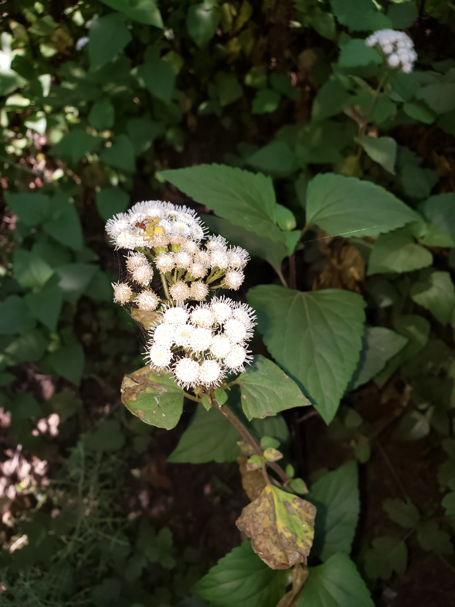 Sticky Snakeroot in Monterey County, California (6/19/2020).