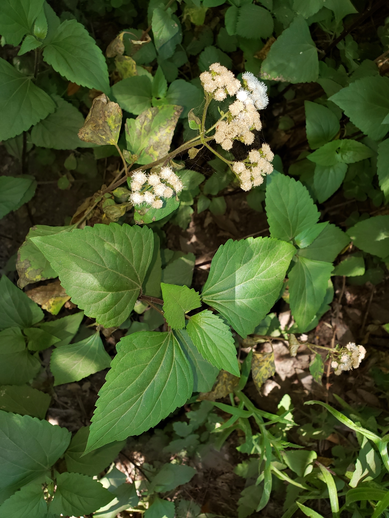 Sticky Snakeroot in Monterey County, California (6/19/2020).