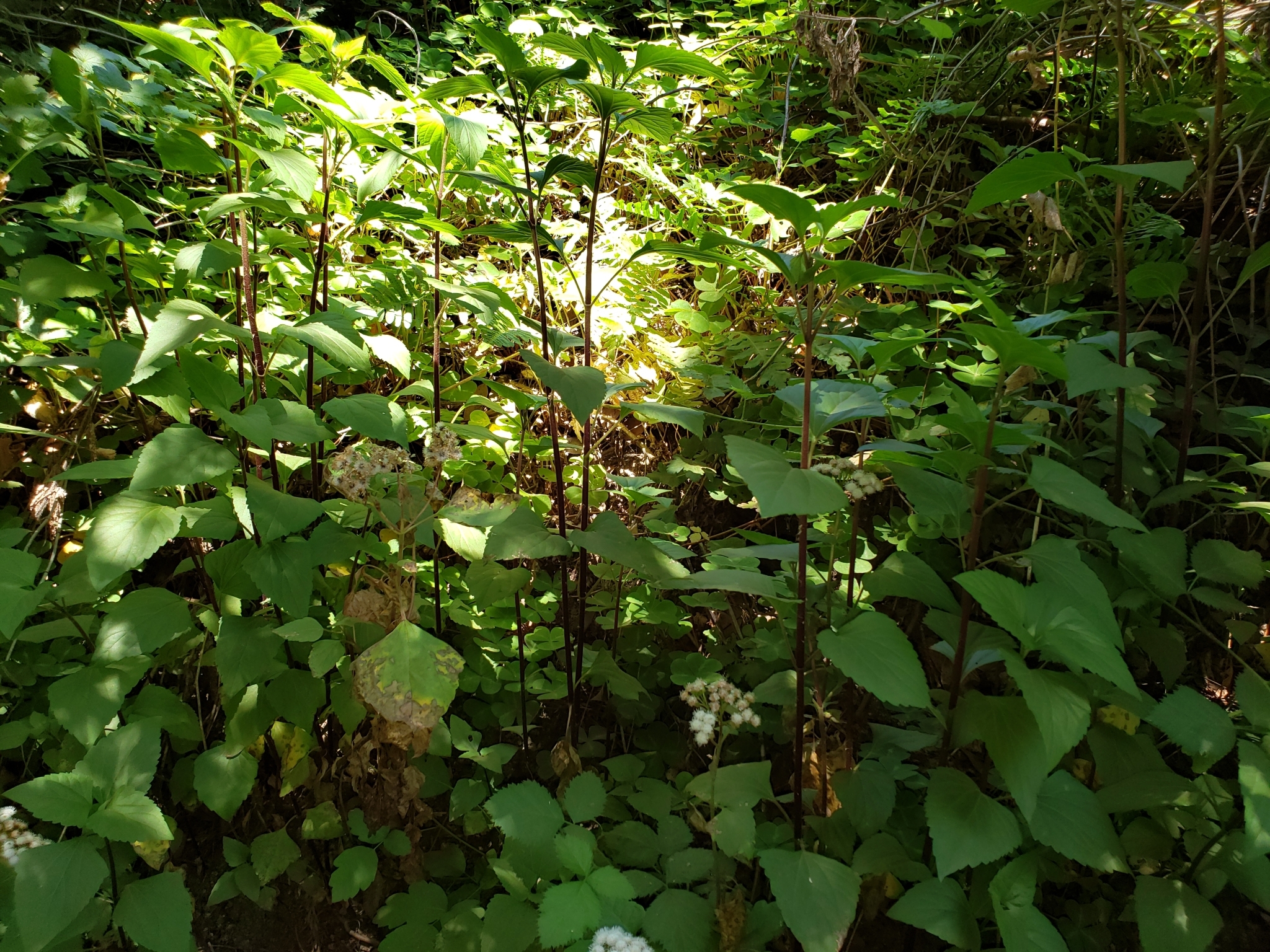 Sticky Snakeroot in Monterey County, California (6/19/2020).