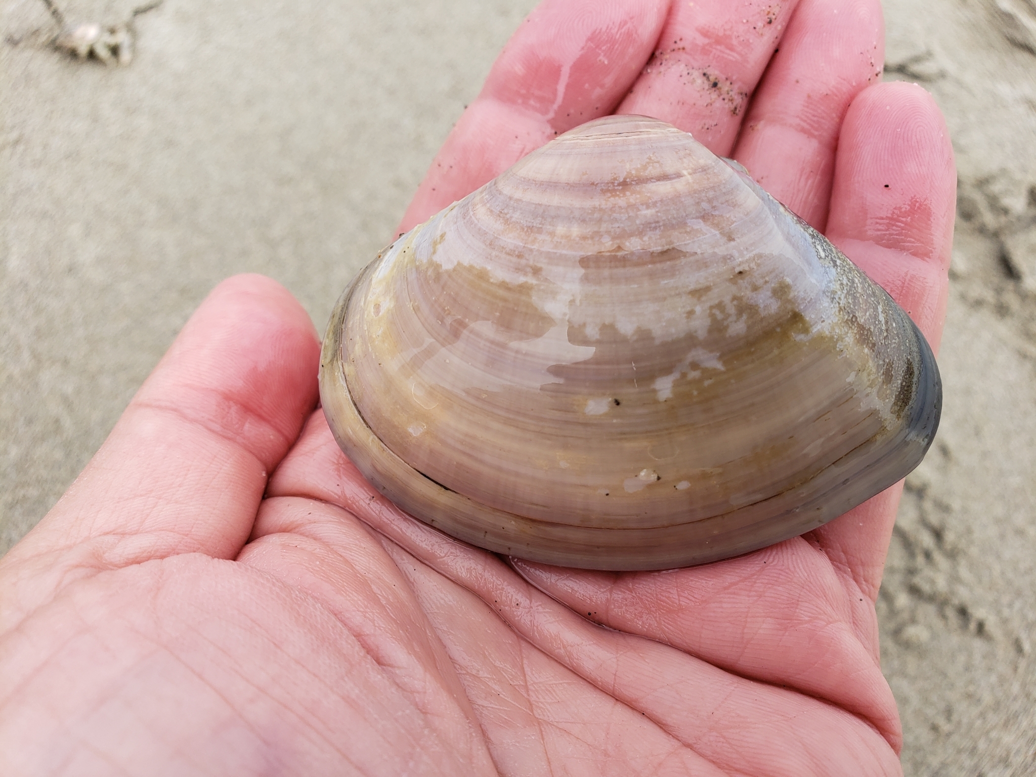 Pismo Clam in Monterey County, California (6/21/2020).