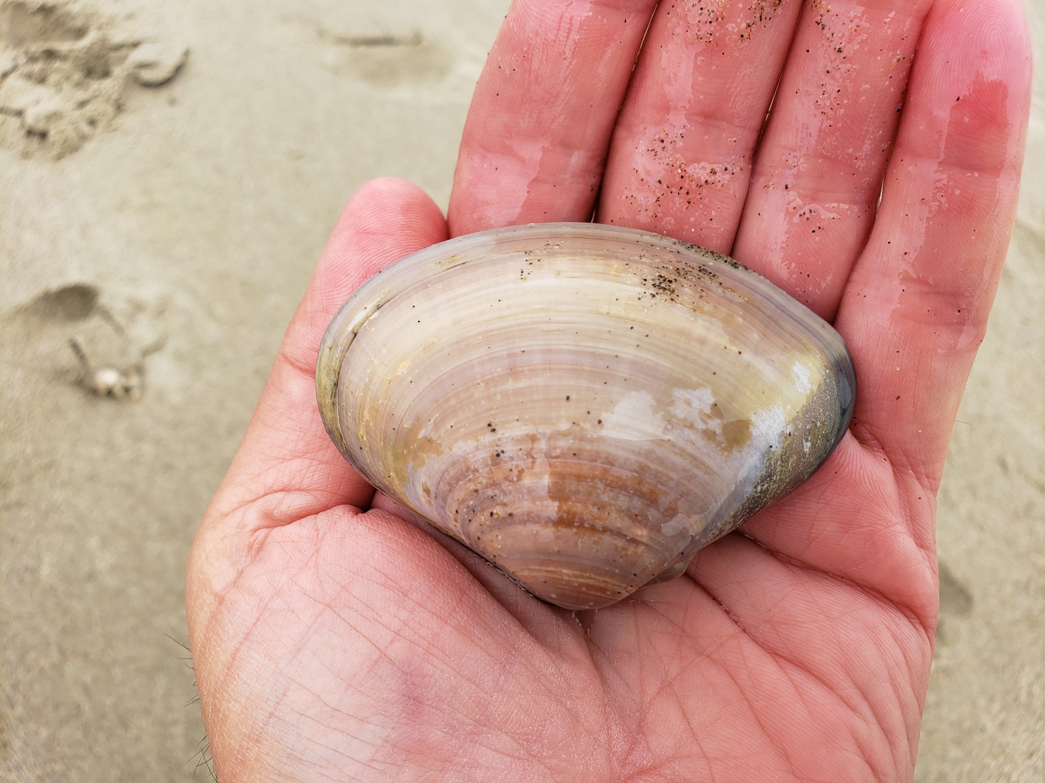 Pismo Clam in Monterey County, California (6/21/2020).