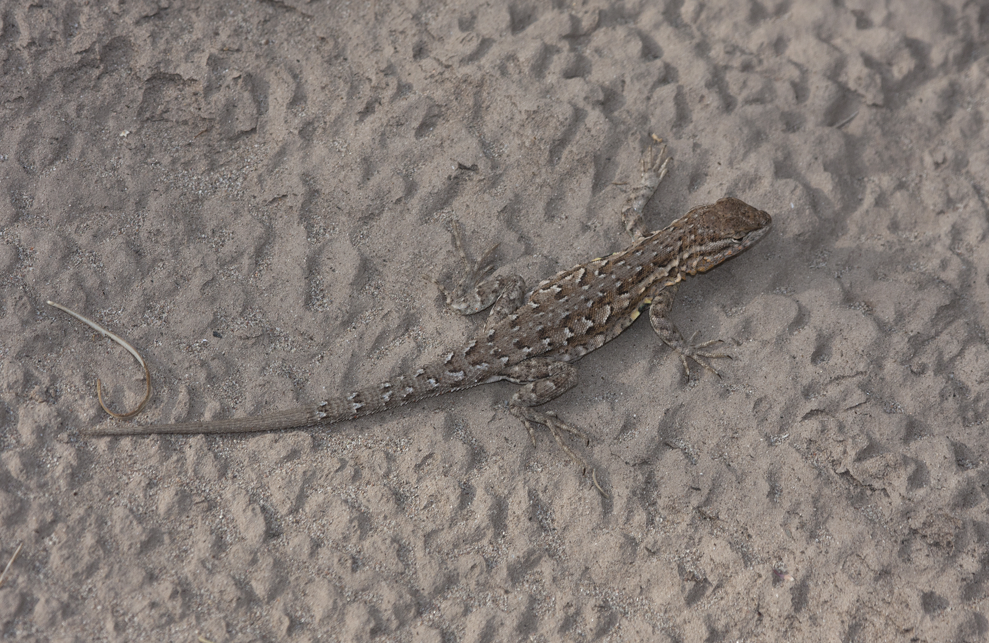 Common Side-blotched Lizard in Graham County, Arizona (8/9/2008).