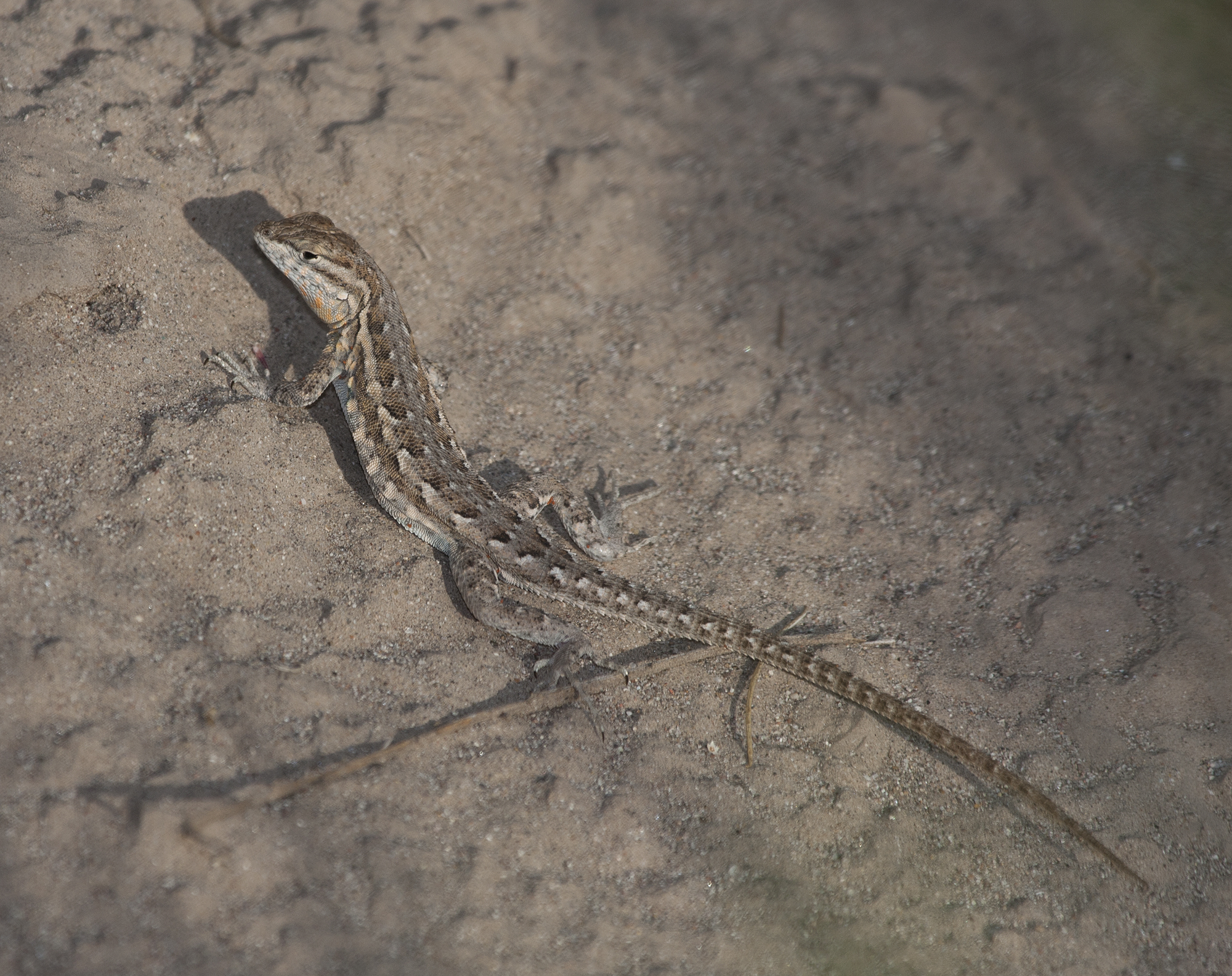 Common Side-blotched Lizard in Graham County, Arizona (8/9/2008).
