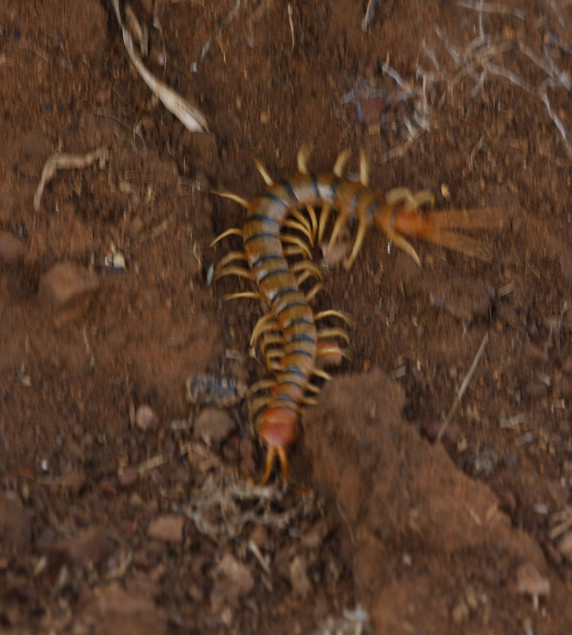 Common Desert Centipede in , (8/4/2008).