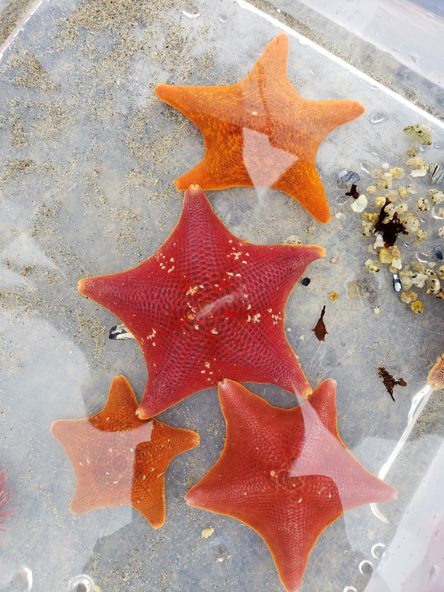 Bat Star in Monterey County, California (6/27/2020).