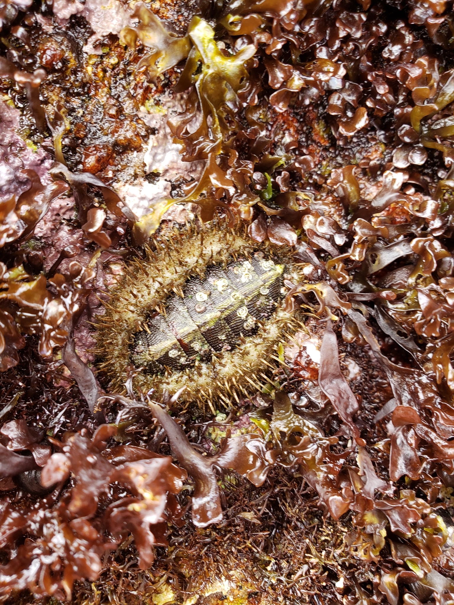 Mossy Chiton in Monterey County, California (6/27/2020).