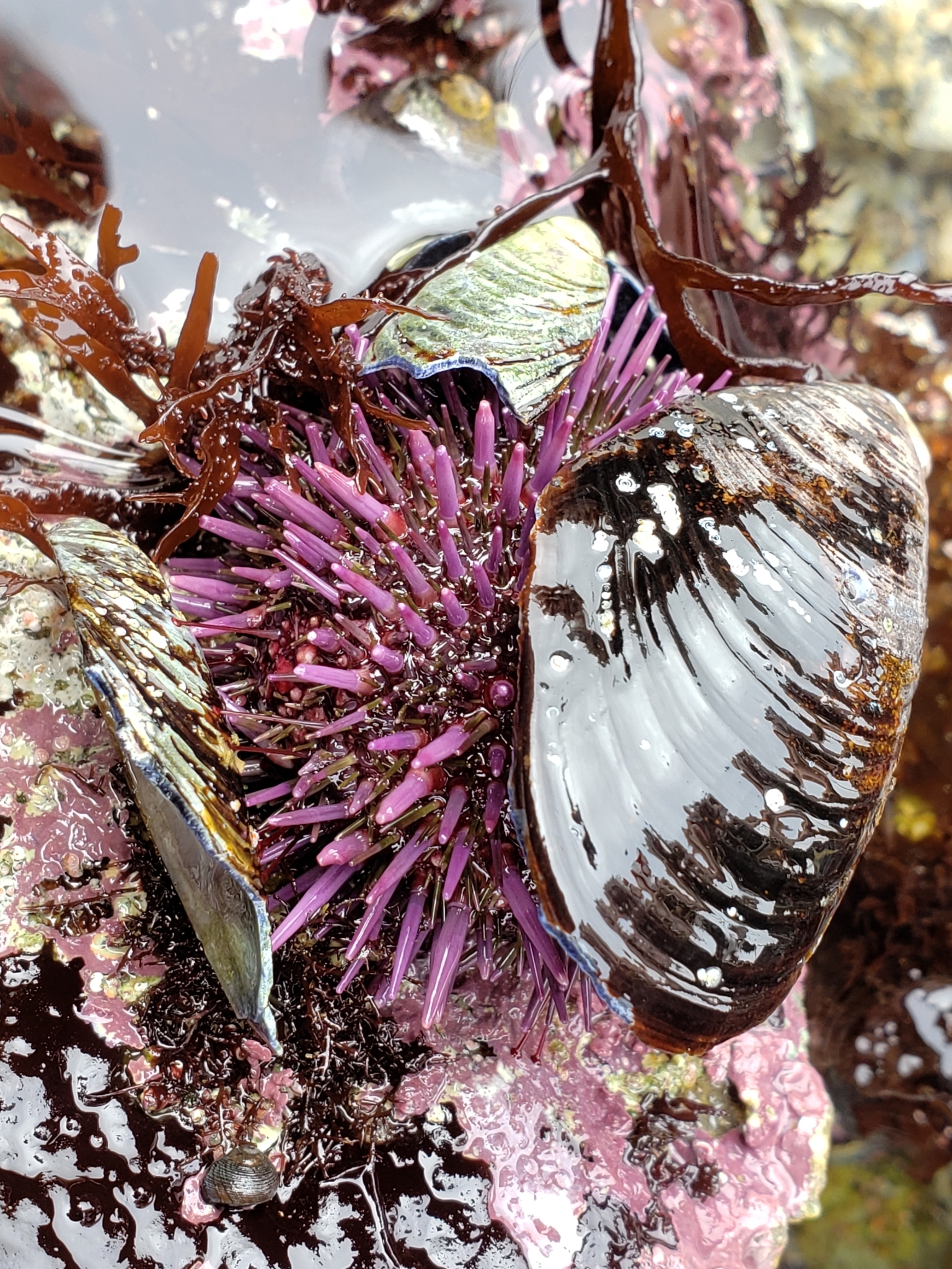 Pacific Purple Sea Urchin in Monterey County, California (6/27/2020).