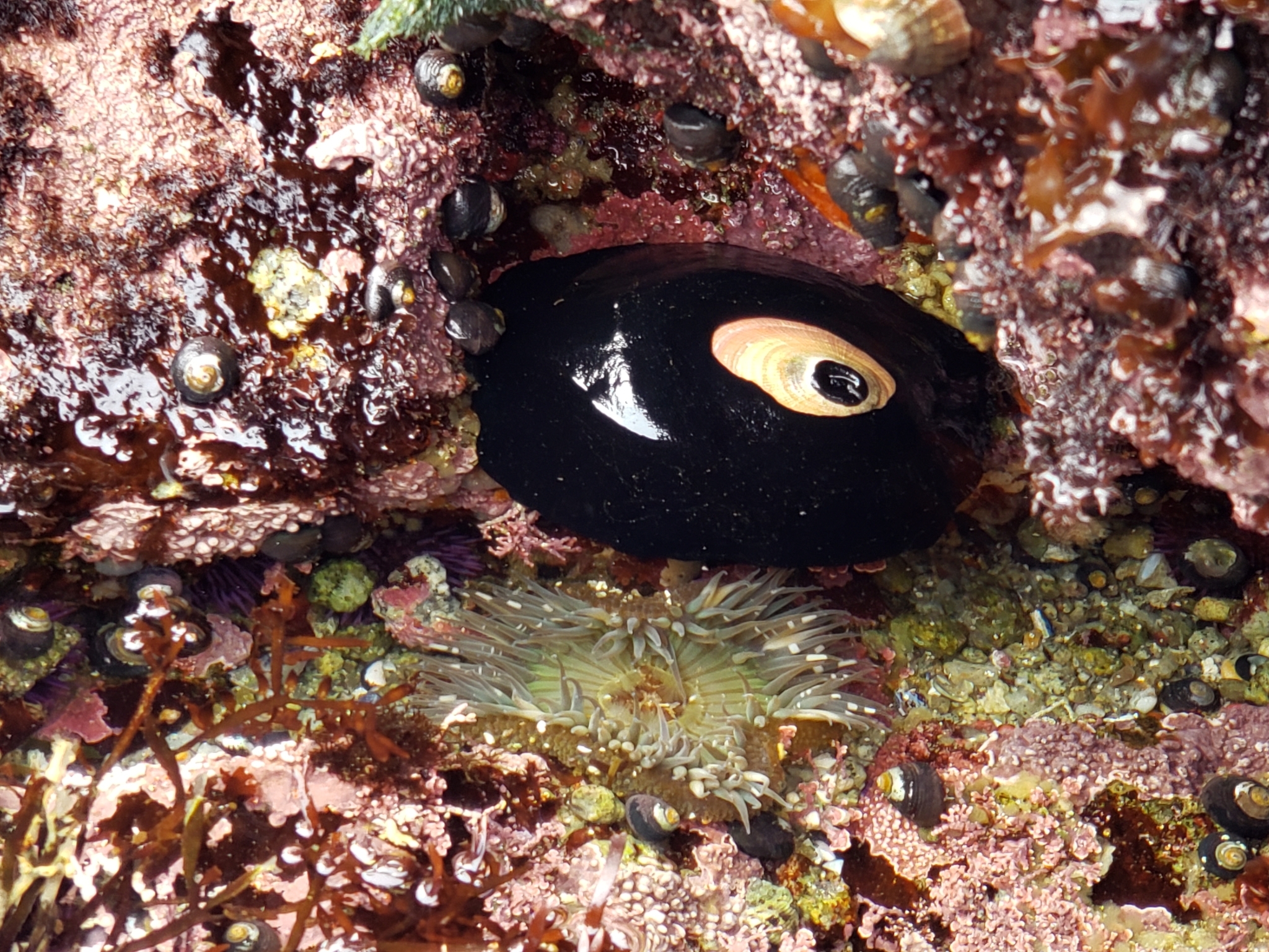 Giant Keyhole Limpet in Monterey County, California (6/27/2020).