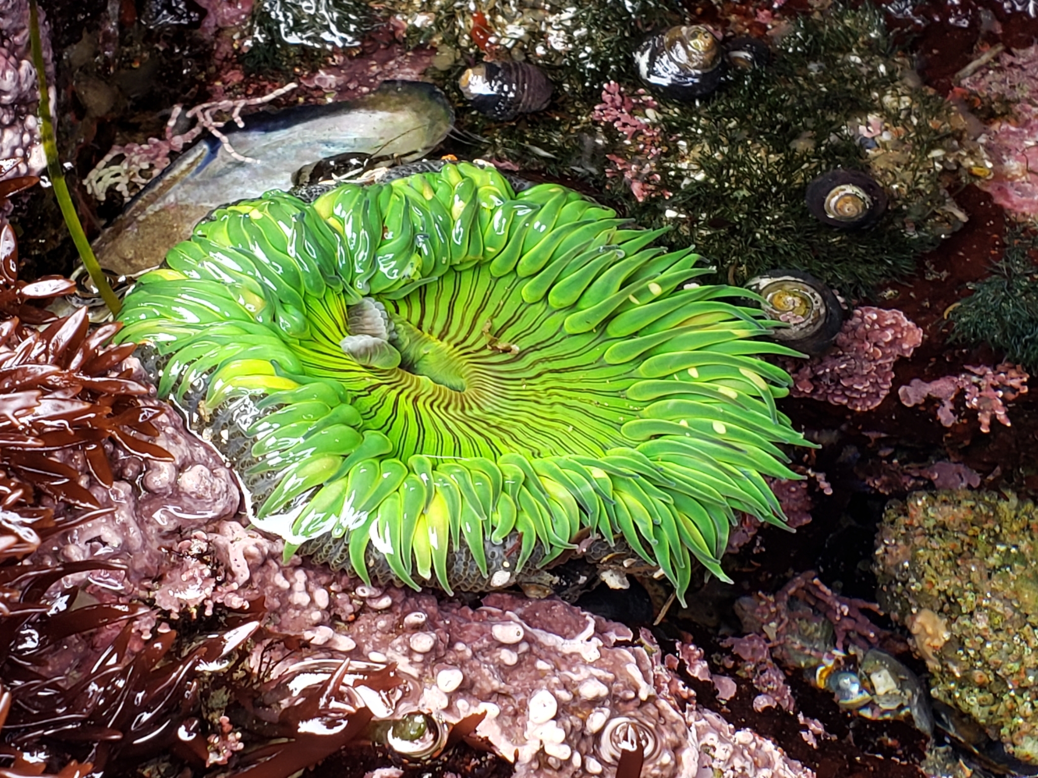 Sunburst Anemone in Monterey County, California (6/27/2020).