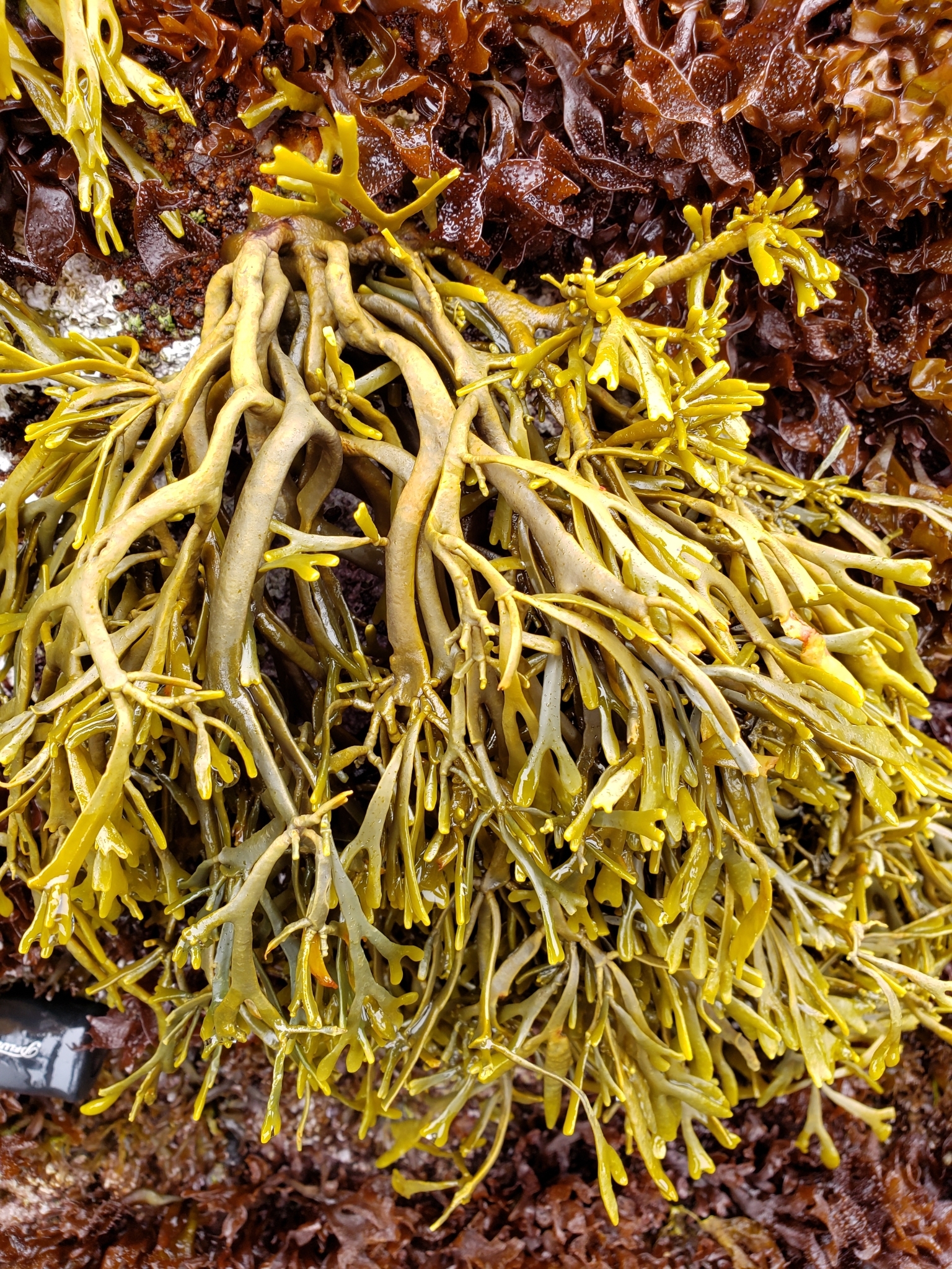 Golden Rockweed in Monterey County, California (6/27/2020).