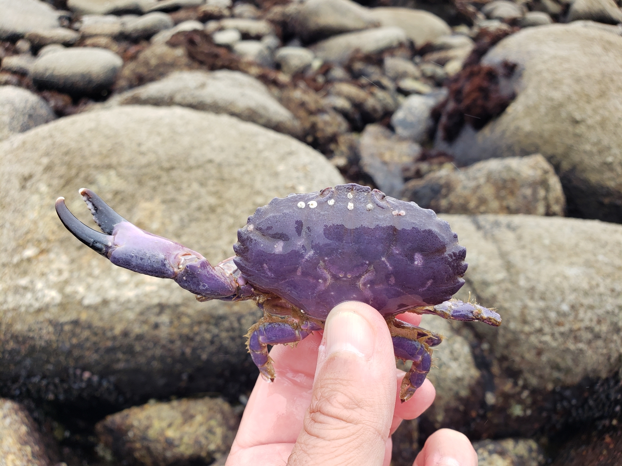 Nine-tooth Pebble Crab in Monterey County, California (6/27/2020).