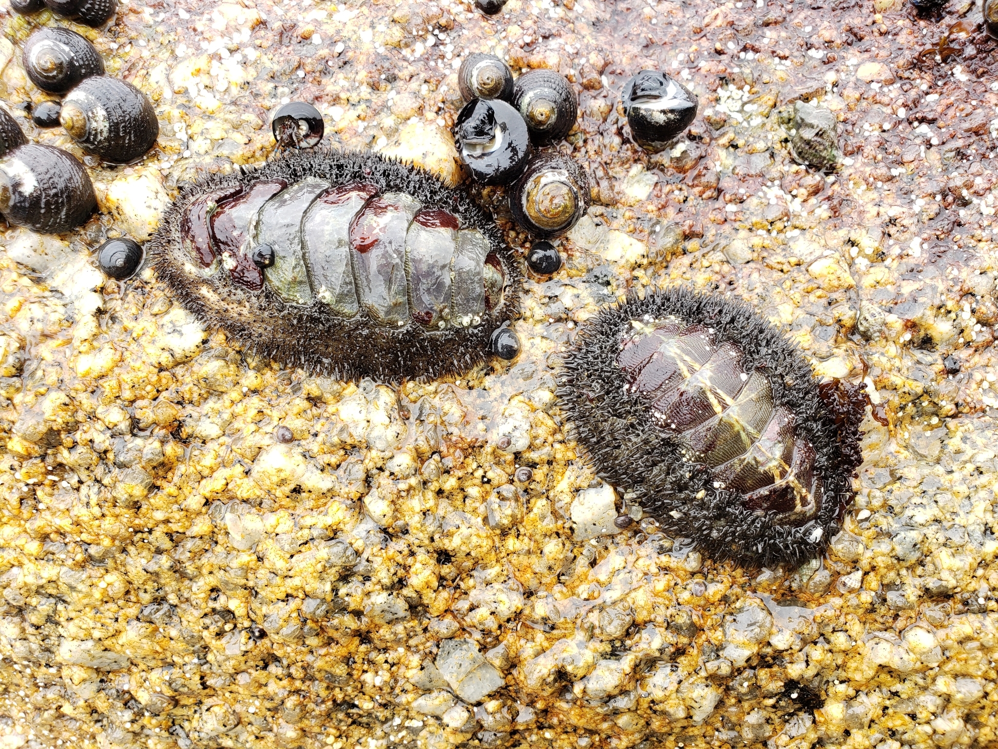Mossy Chiton in Monterey County, California (6/27/2020).
