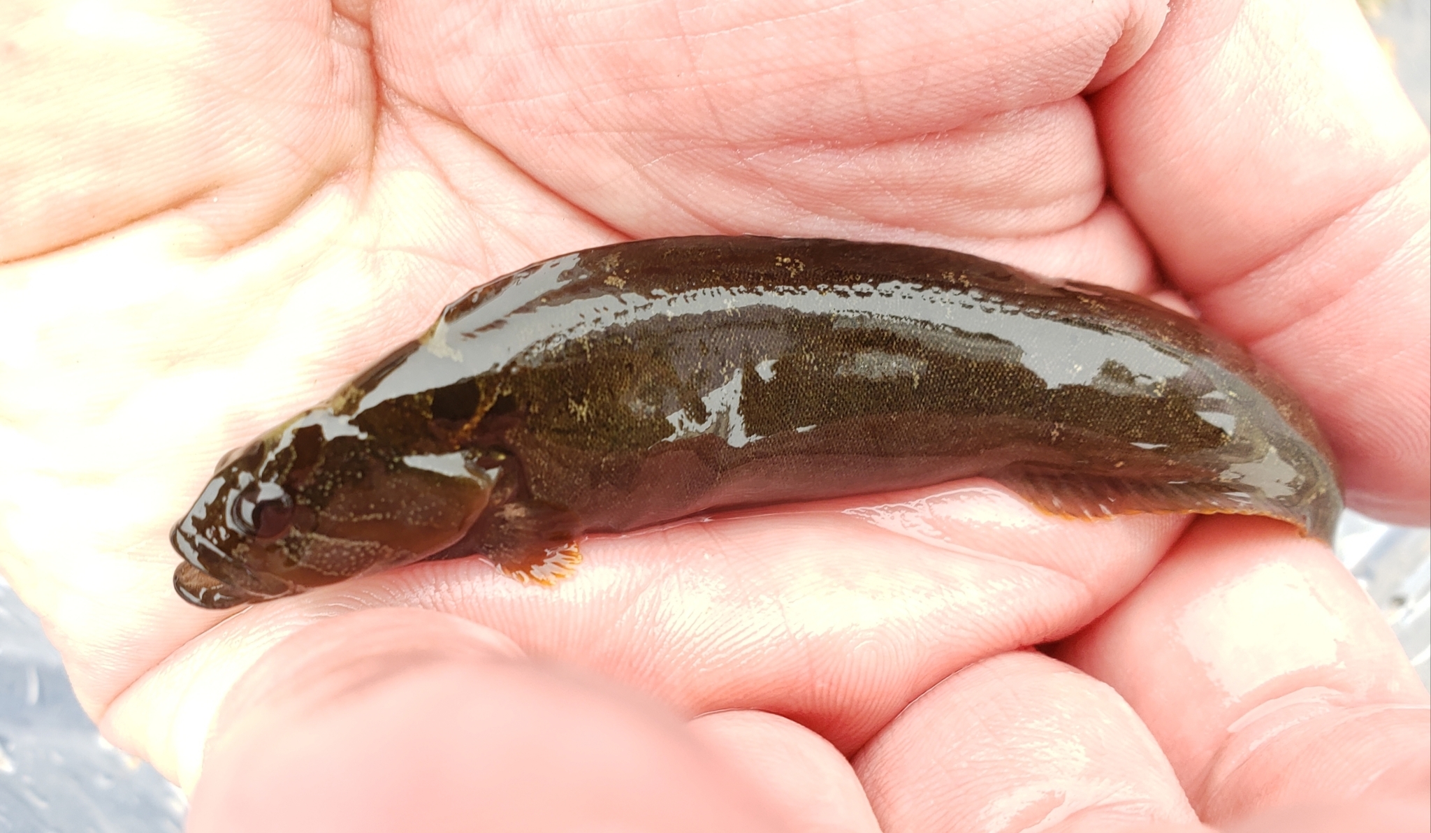 Monkey-faced Prickleback in Monterey County, California (6/27/2020).