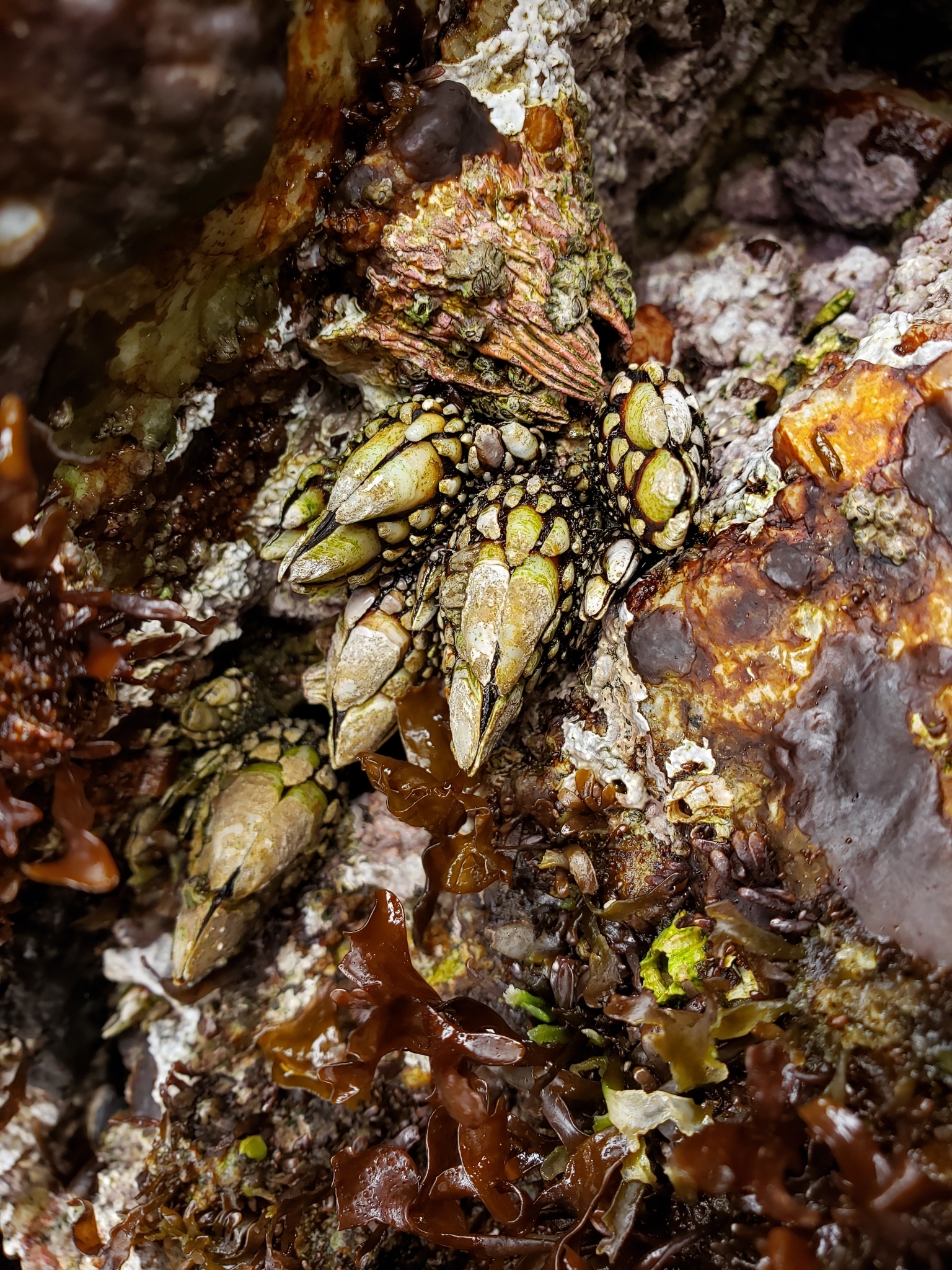 Gooseneck Barnacle in Monterey County, California (6/27/2020).