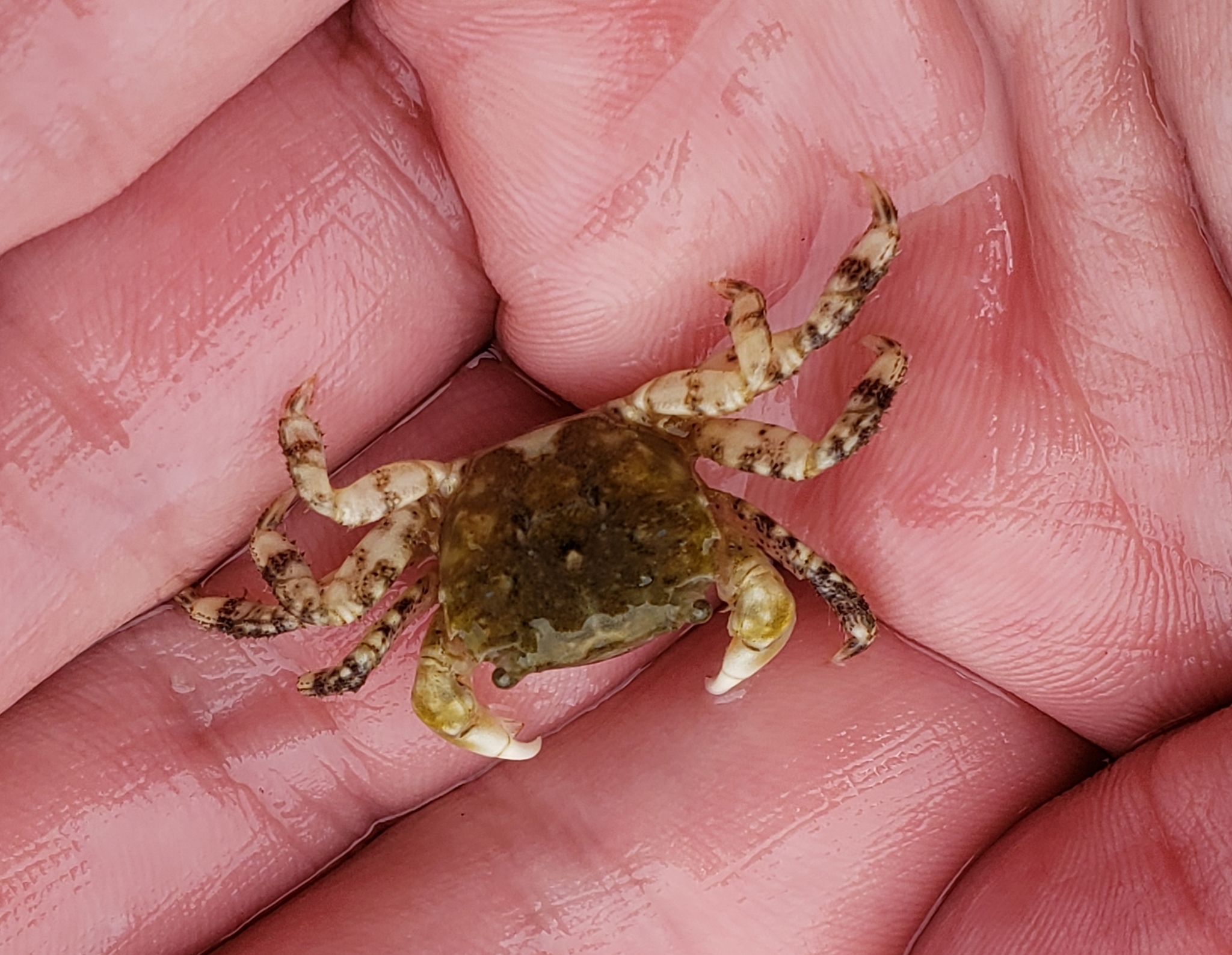 Yellow Shore Crab in Monterey County, California (6/27/2020).